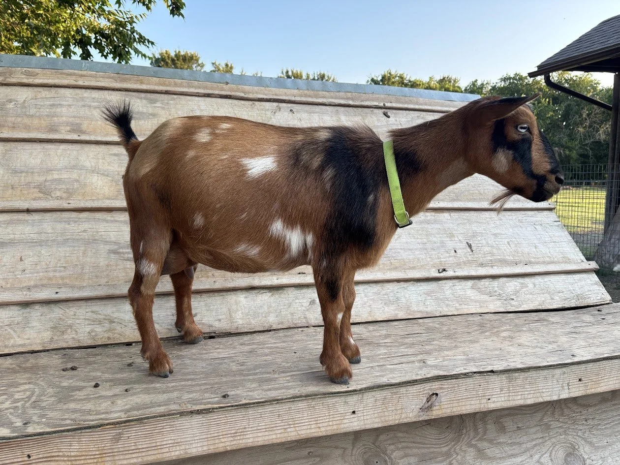 A brown goat with black markings on its face and white spots on its body standing on grass, with yellow flowers, and a white dog in the background.