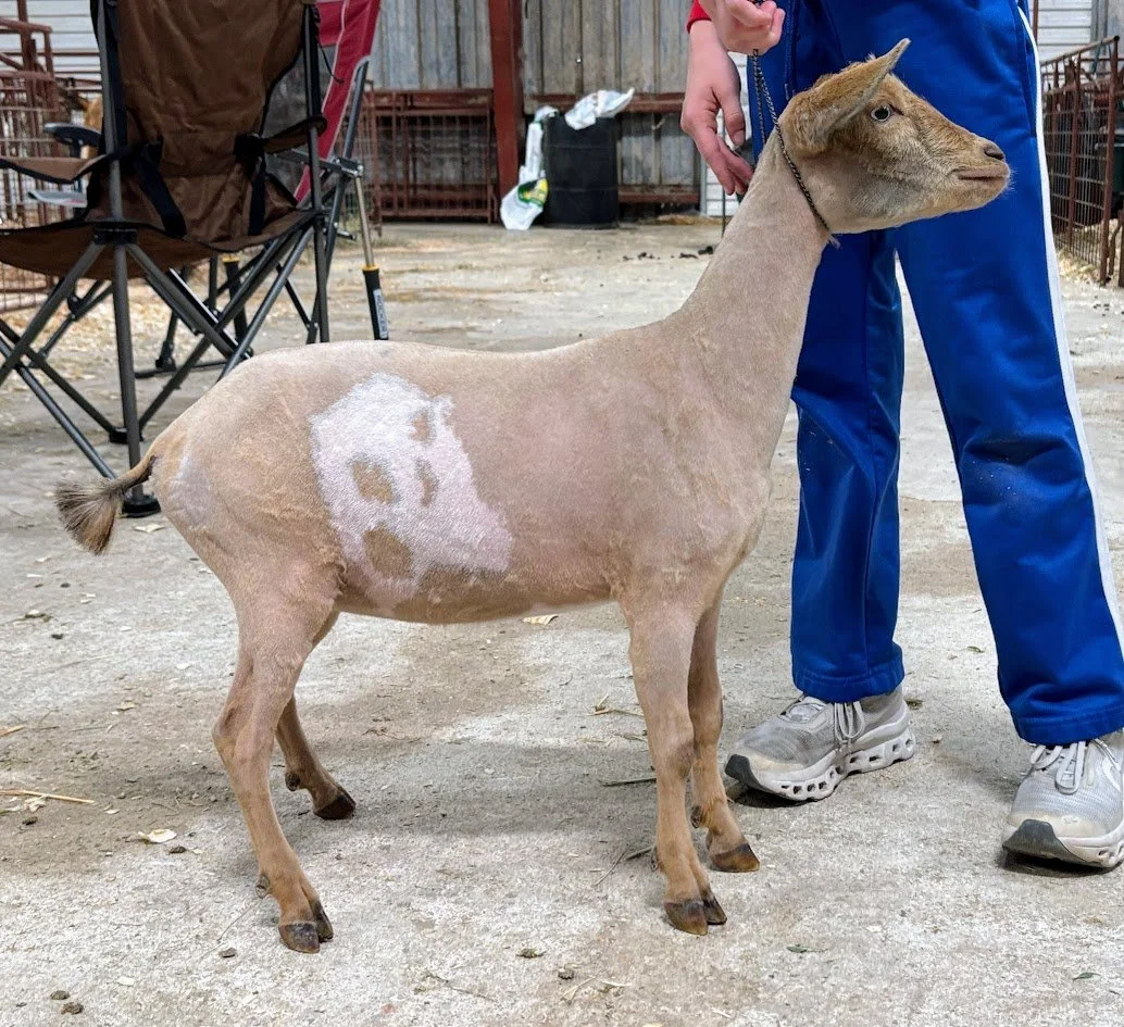 A baby goat standing on straw bedding inside a wooden enclosure.