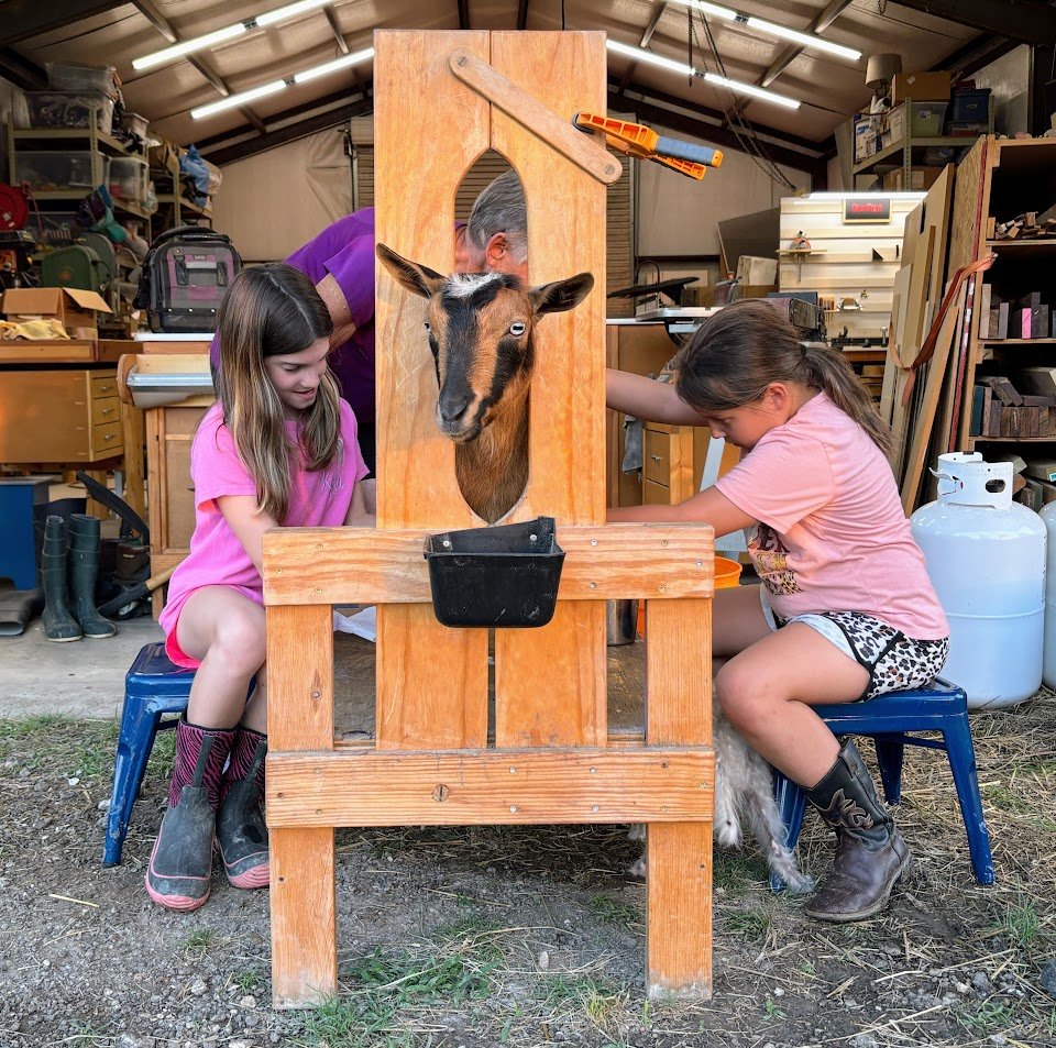 Two maids a milking...