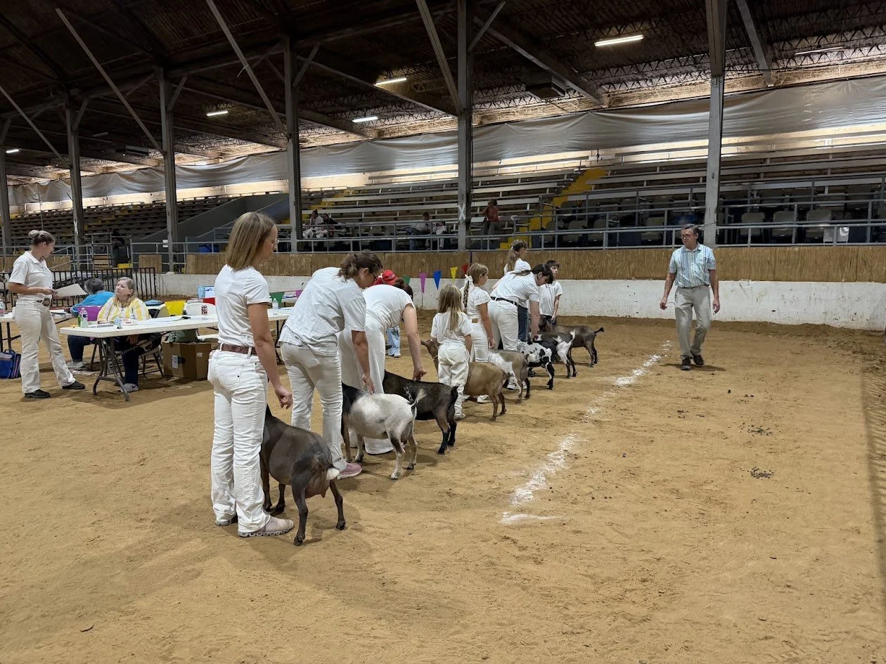 Senior Does Carter County Goat Show.jpg