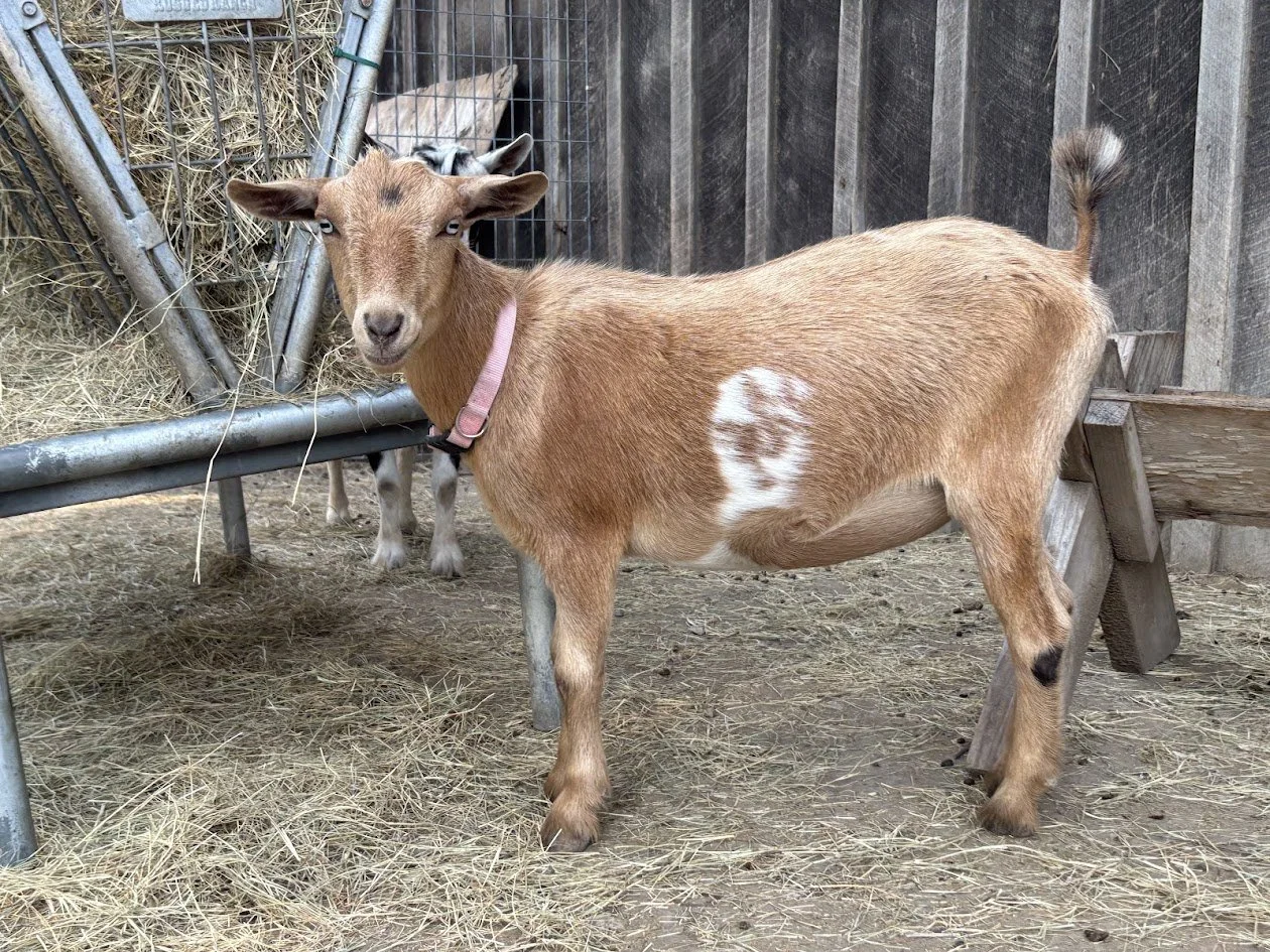 A yearling goat standing at a hay feeder