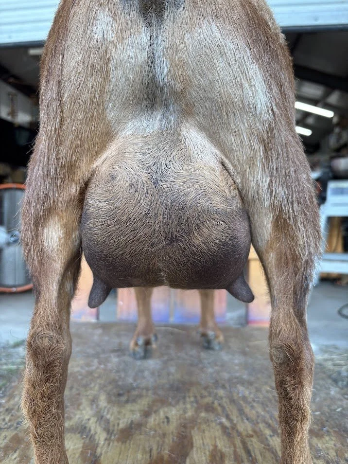Close-up of a goat's udder with brown fur, standing on a wooden surface in a barn or workshop.