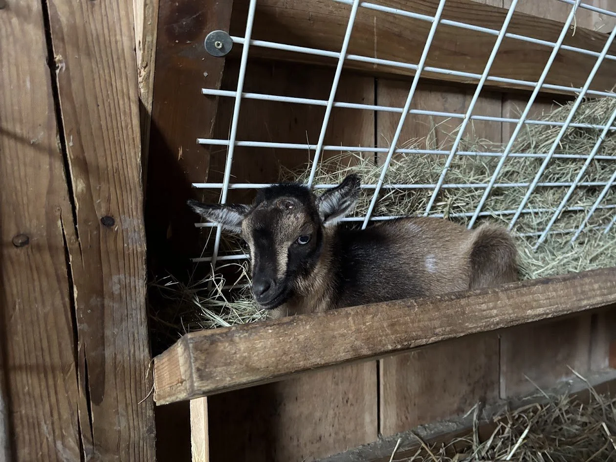 Baby Goat in Hay.jpg