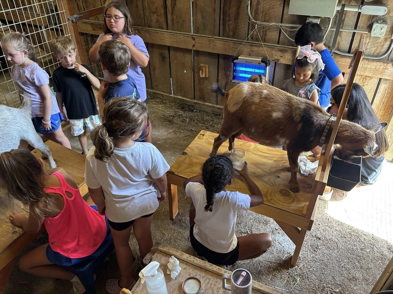 Milking Goats 2.jpg