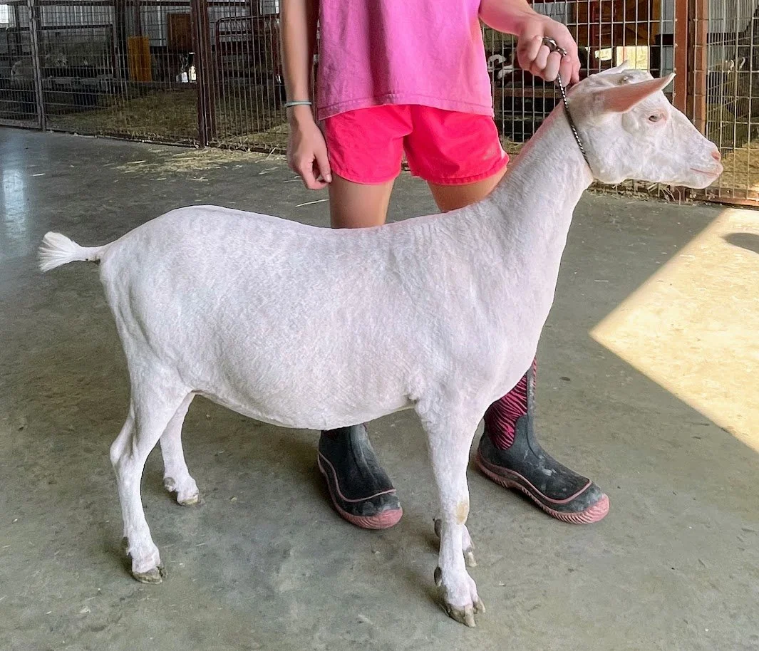 A person standing in a barn or animal enclosure holding a leash attached to a small white goat.