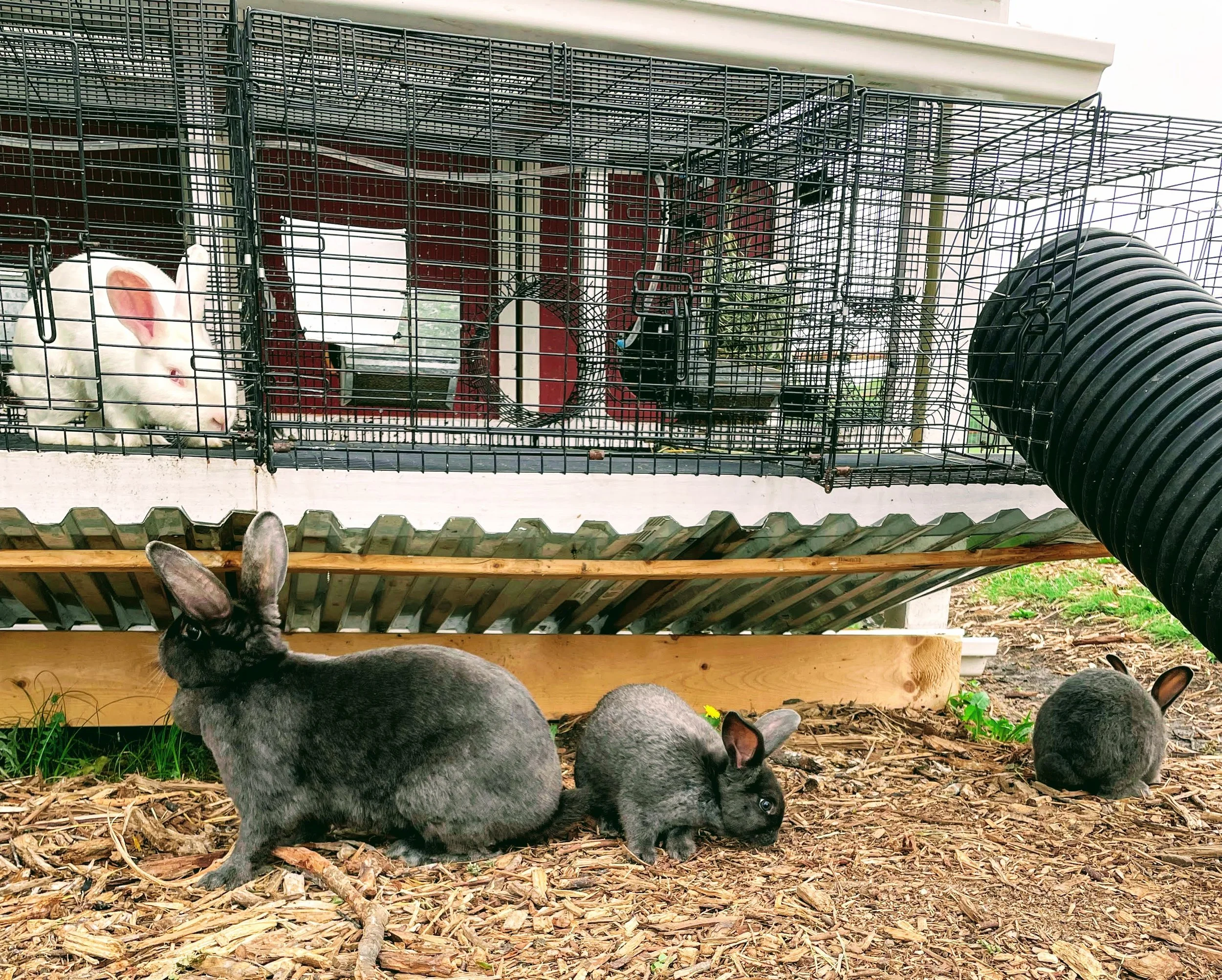 5 Hard Lessons About Breeding Rabbits — Salt Ranch