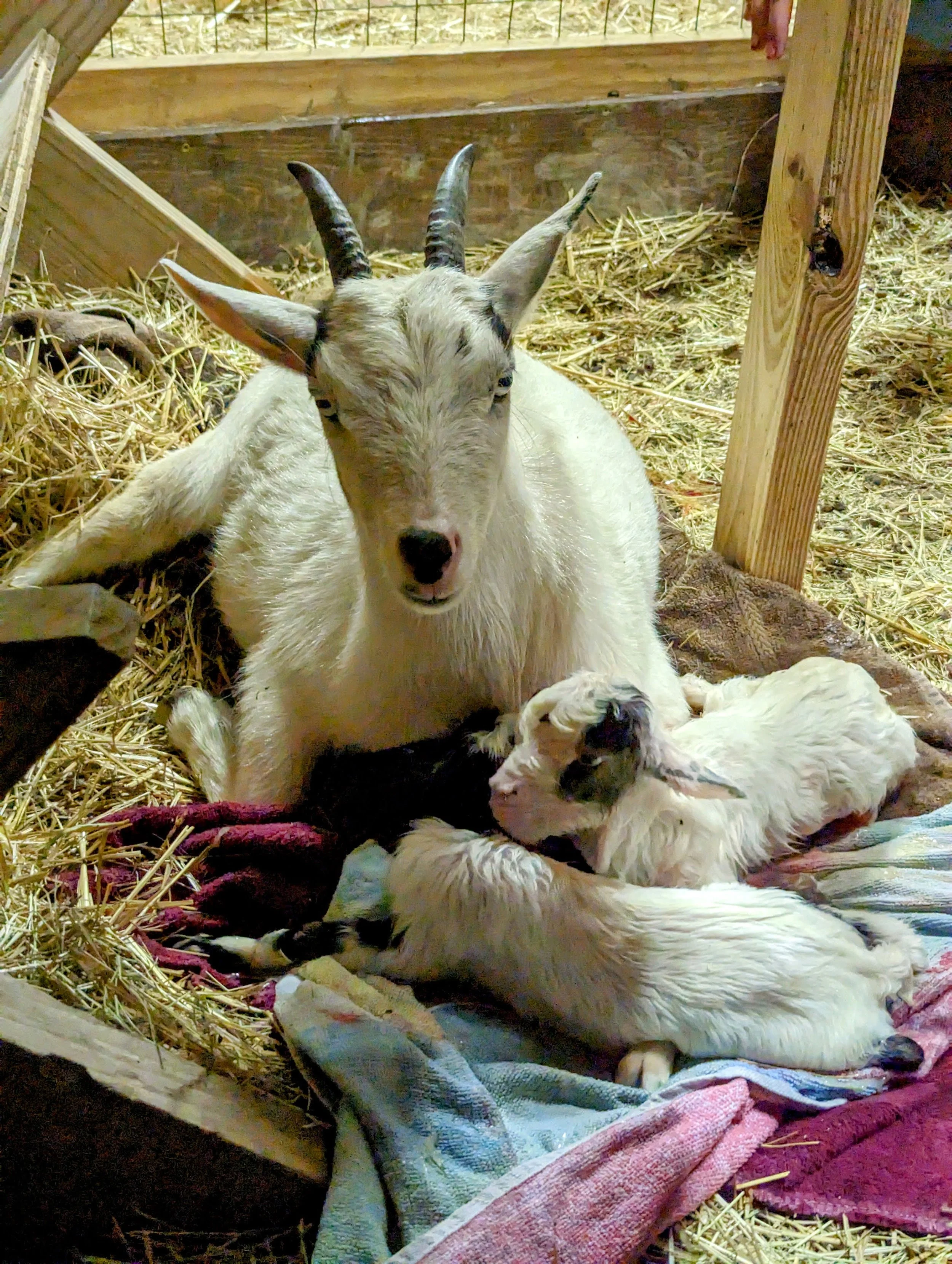 Nigerian Dwarf Goat Prolapse — Salt Ranch
