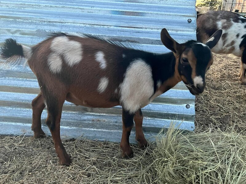 A baby goat with brown, white, and black patches standing on hay next to a corrugated metal fence.
