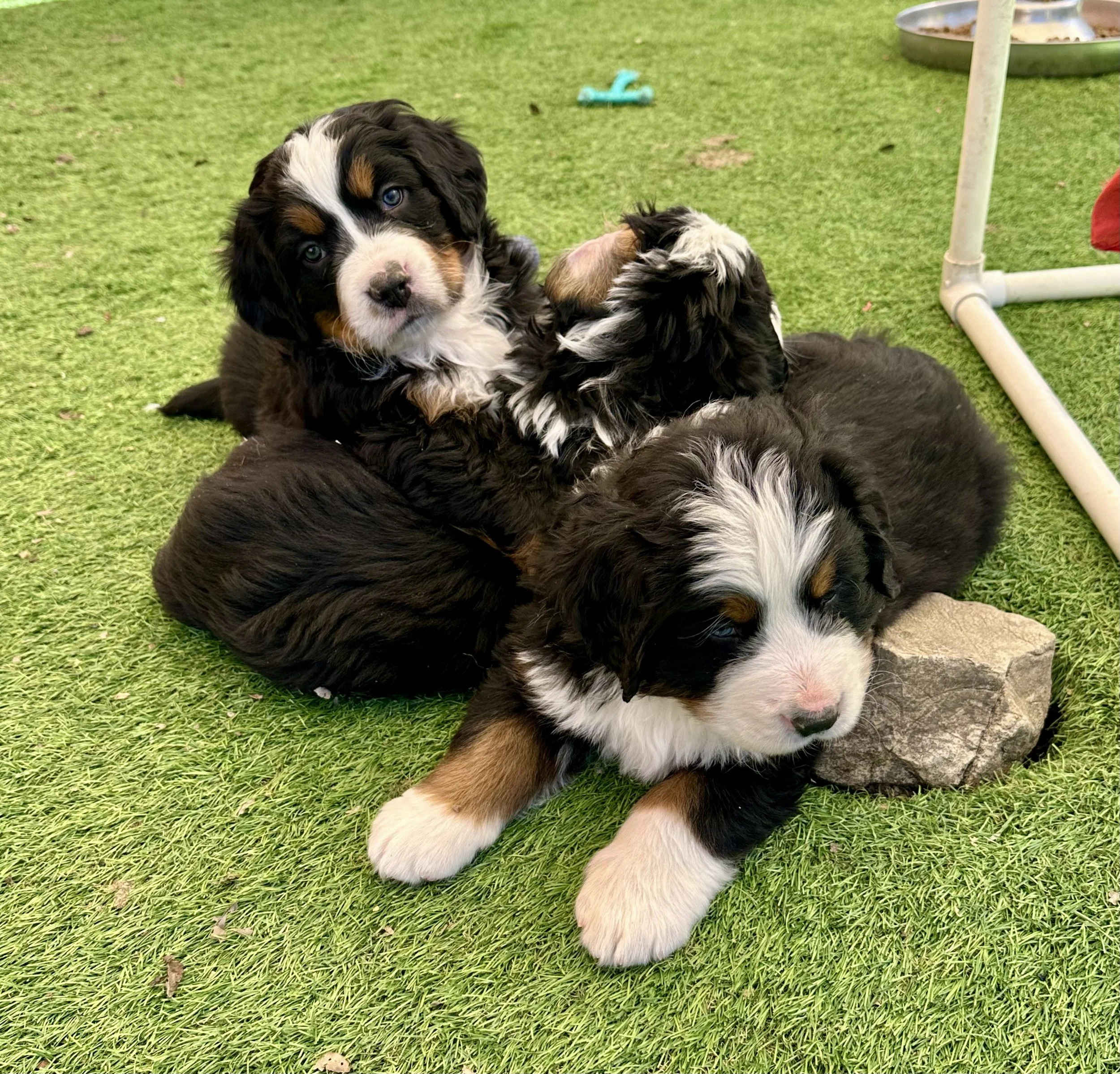 Three adorable Bernese Mountain Dog puppies playing on green grass, one with aquamarine toy in the background, a stone, and part of a leg of a white structure visible.