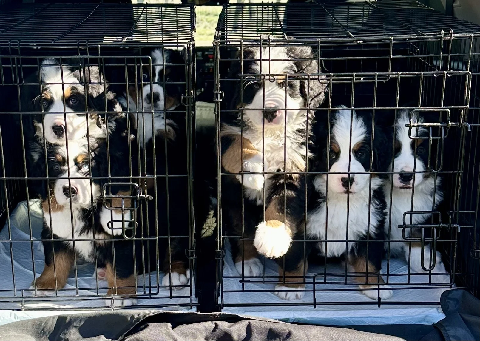 Multiple adorable Australian Shepherd puppies inside a black wire crate, looking out with curiosity.