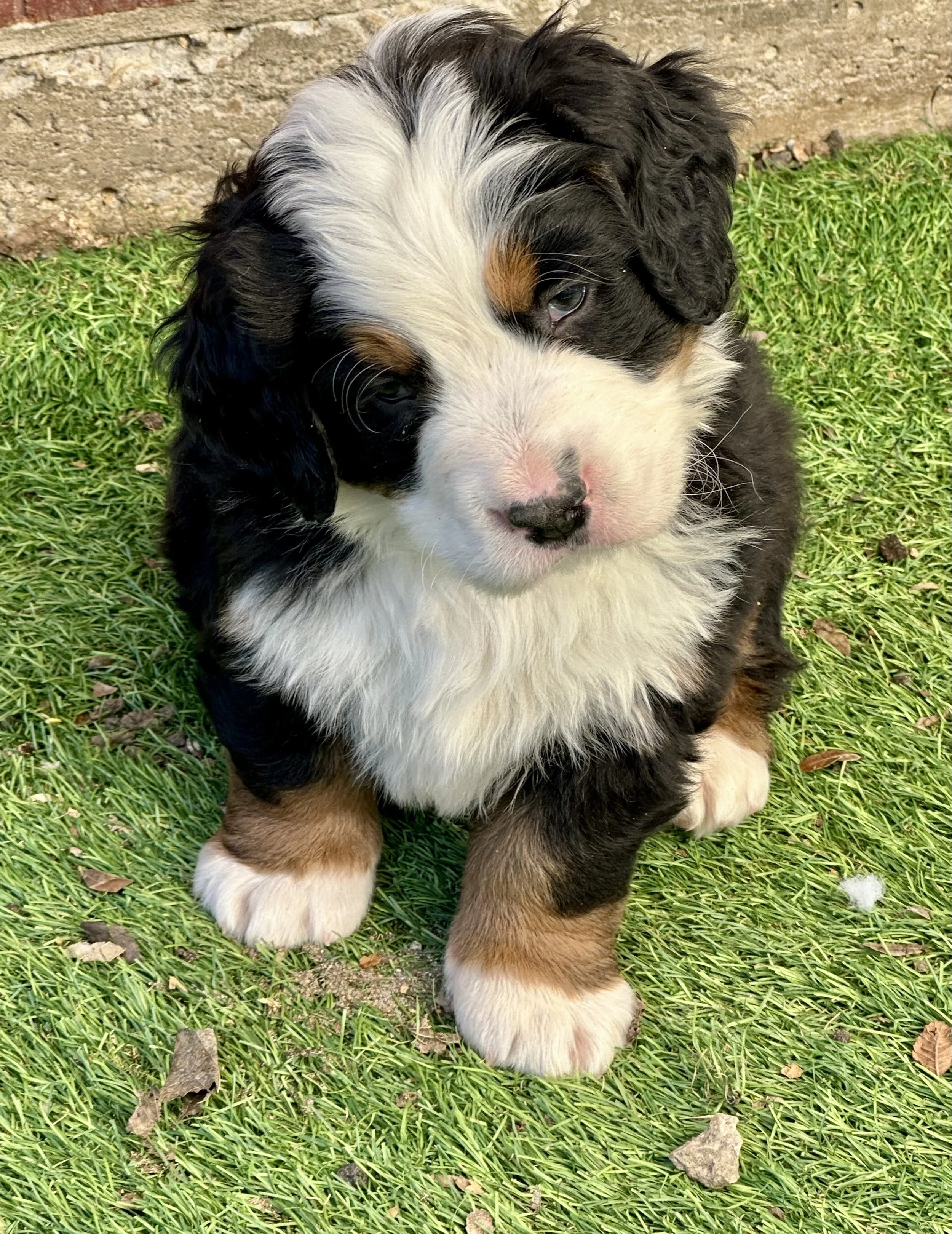 Cute Bernese Mountain Dog puppy sitting on green grass with dirt wall background.