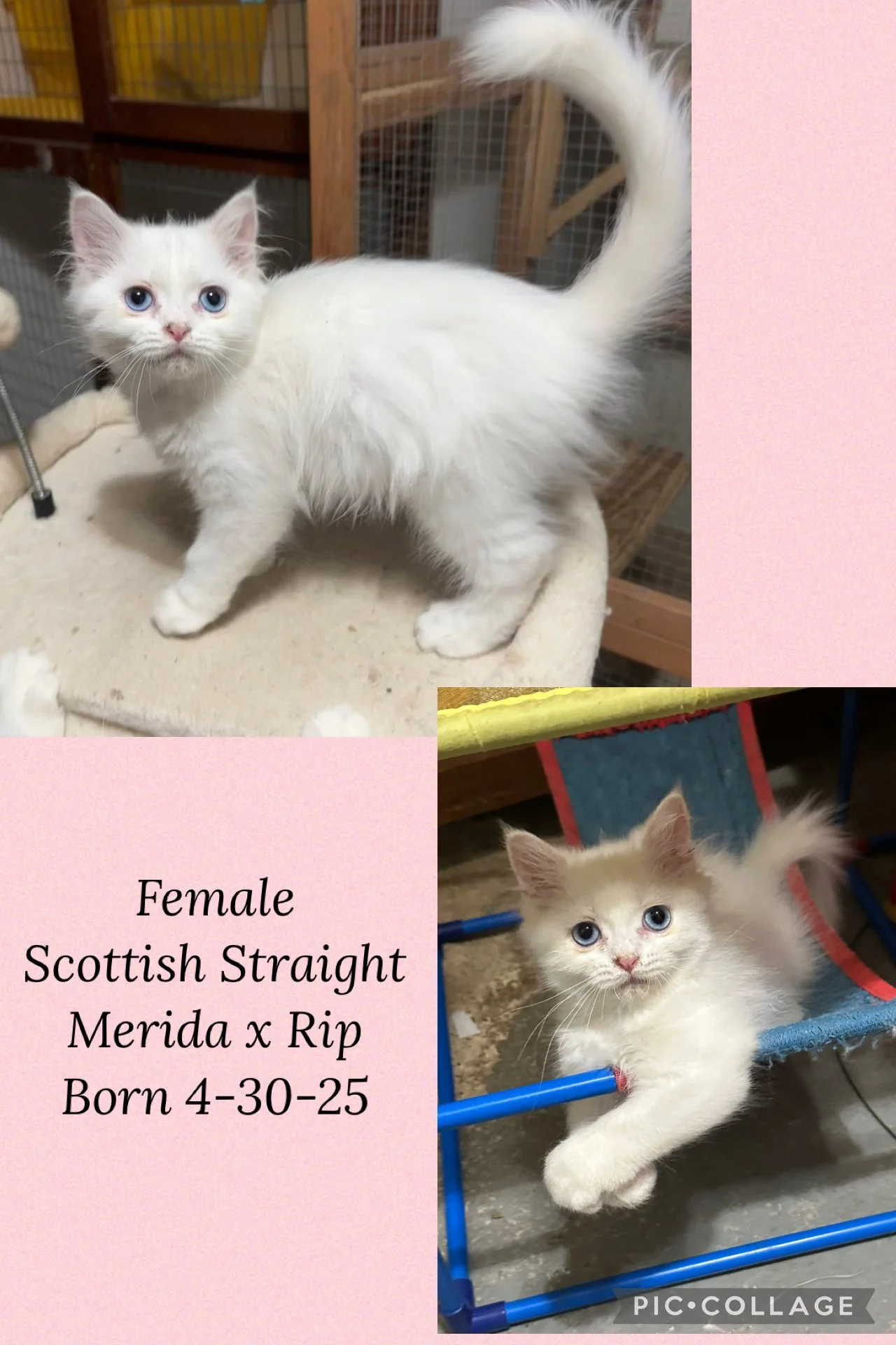 Photos of a female Scottish Straight cat, Merida x Rip, born on April 30, 2025. The cat has long cream-colored fur with blue eyes.