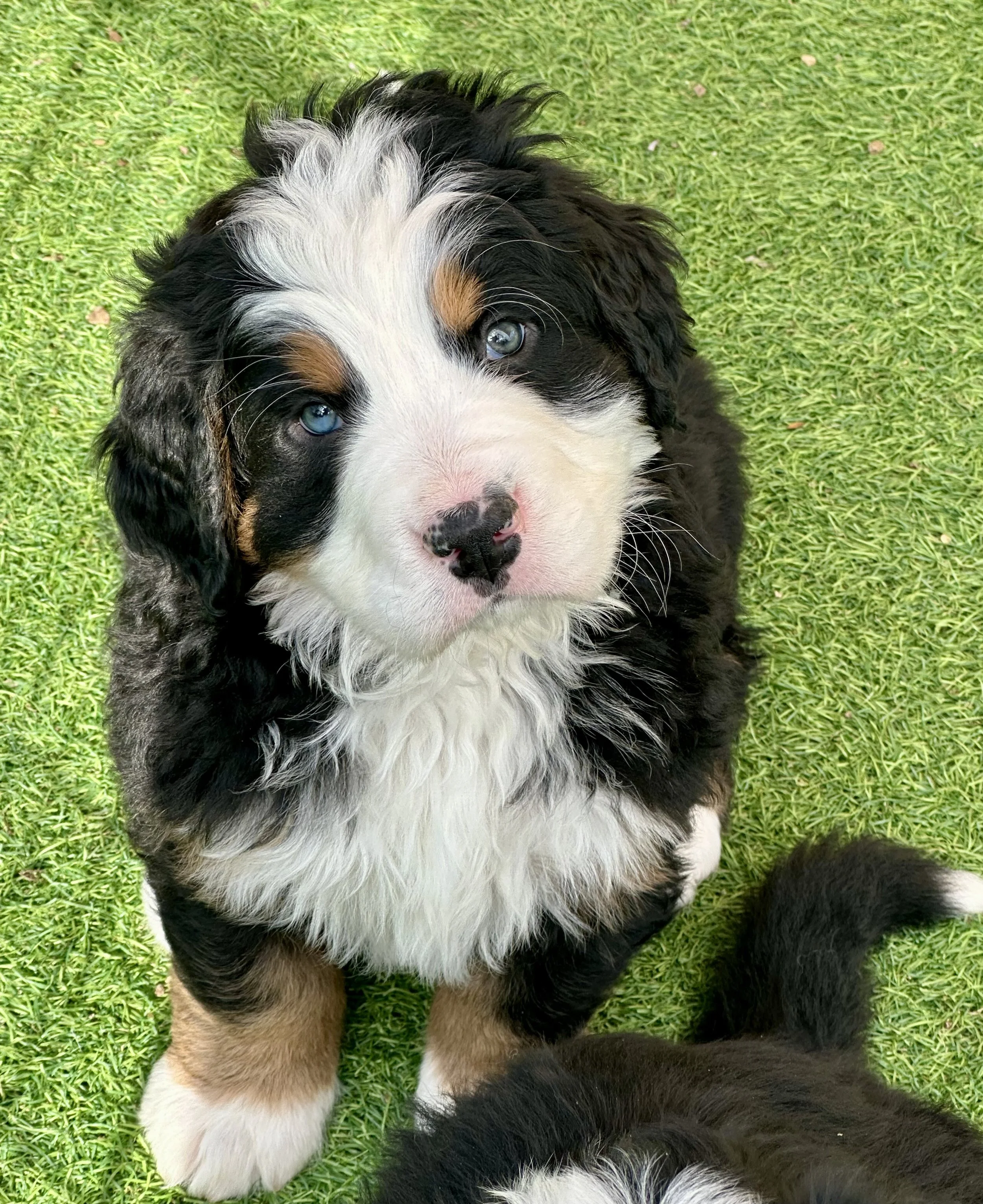 A cute Bernese Mountain Dog puppy sitting on green grass, looking up with blue eyes.