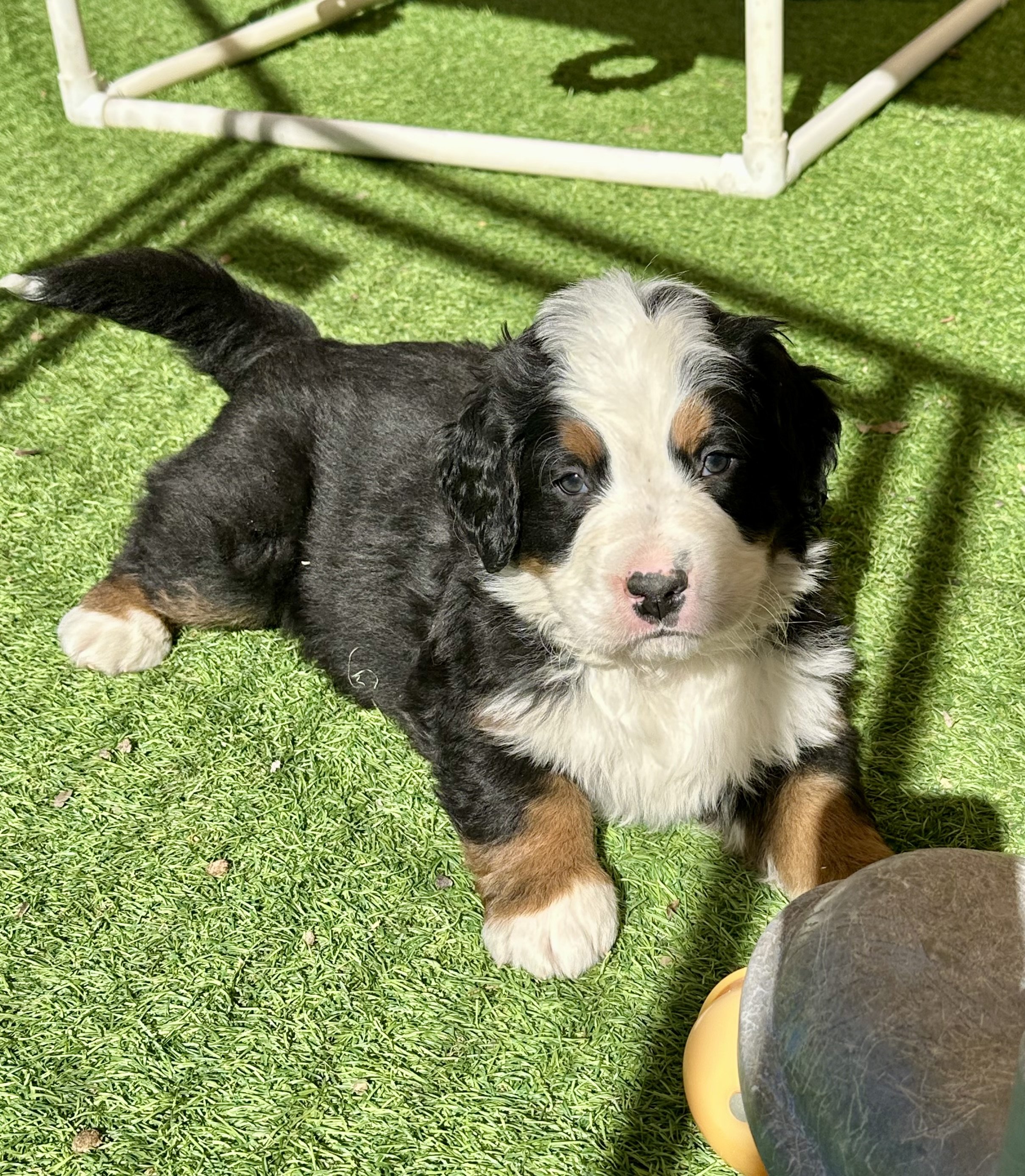A tricolor Bernese Mountain Dog puppy lying on green artificial grass, with a white, black, and brown coat, and a pink nose. Shadows from nearby objects are cast across the grass.