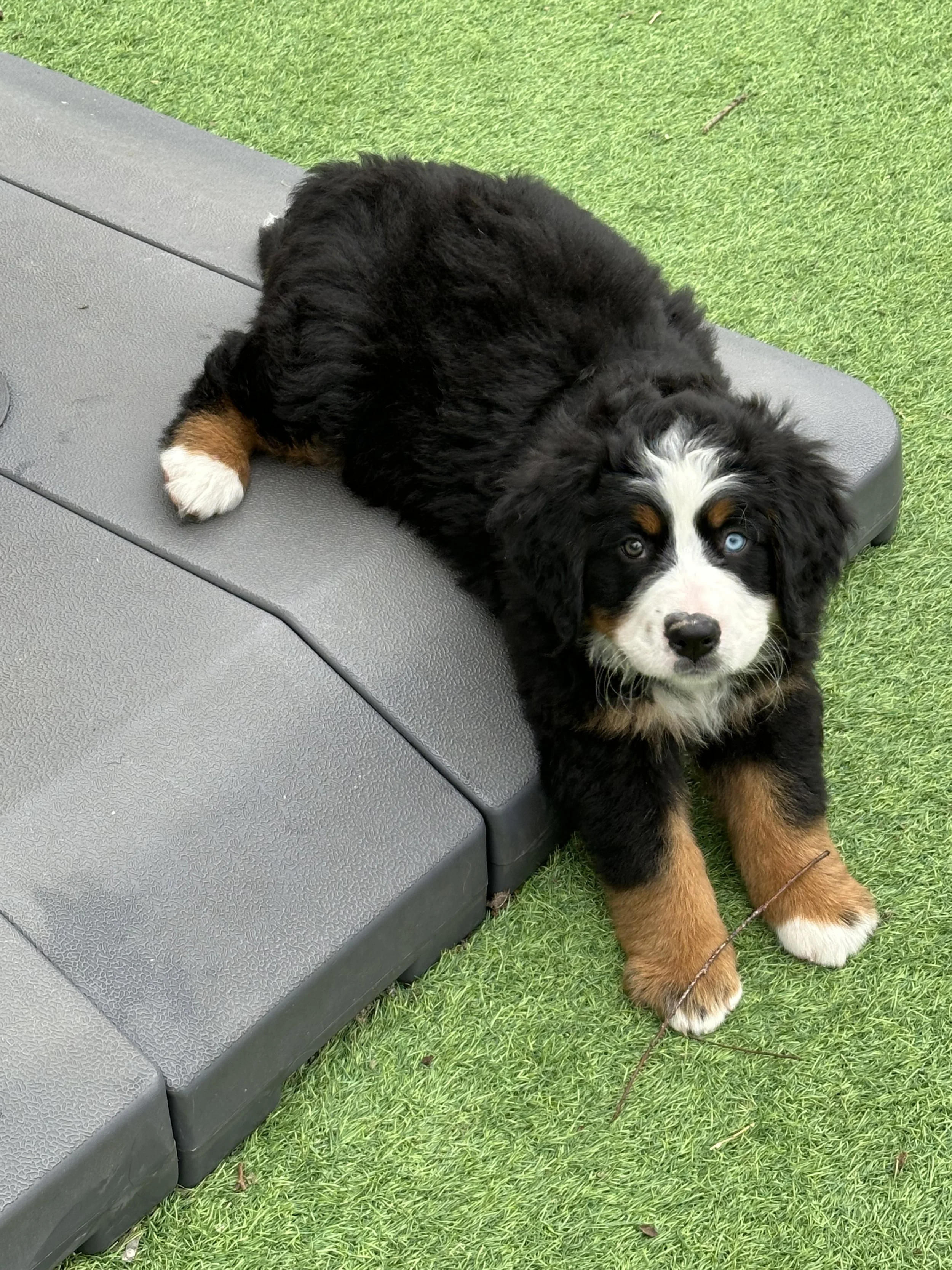Cute Bernese Mountain Dog puppy lying on an outdoor bench with green grass in the background.