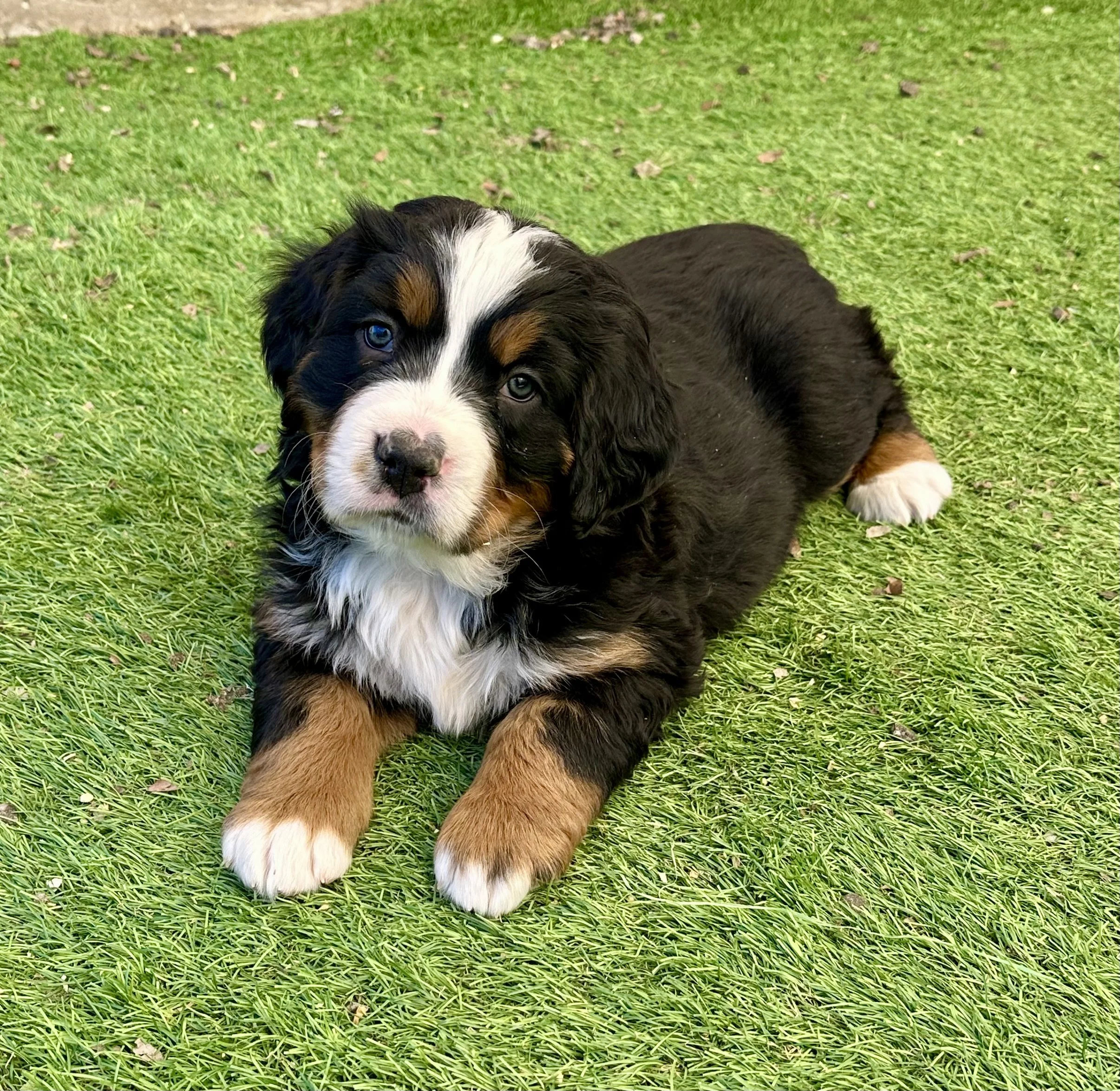 Adorable Bernese Mountain Dog puppy lying on green grass