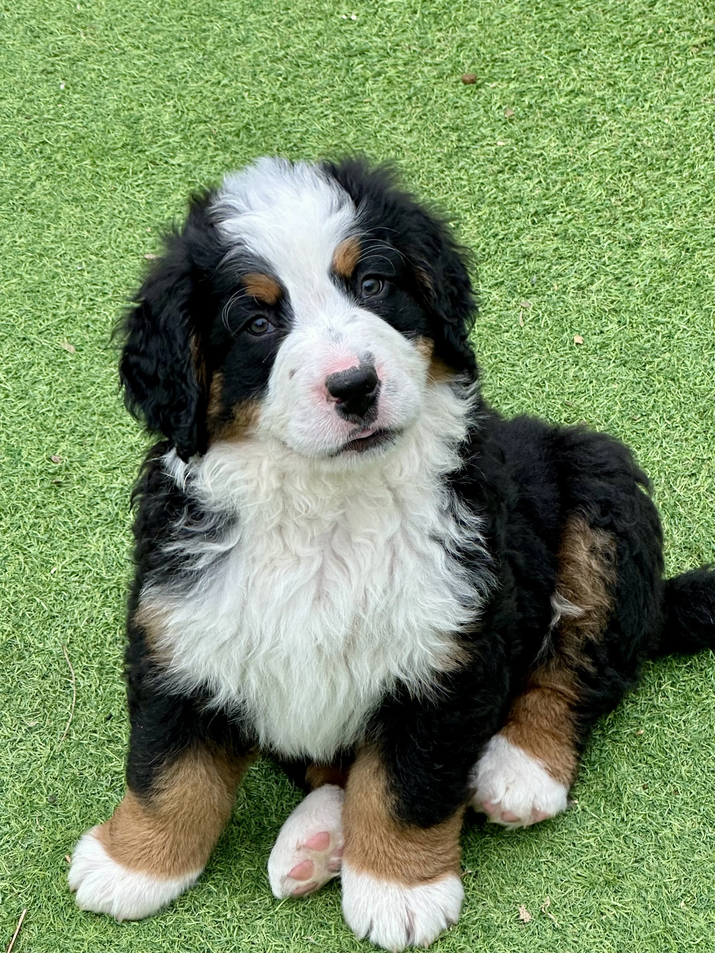 Adorable Bernese Mountain Dog puppy sitting on green grass