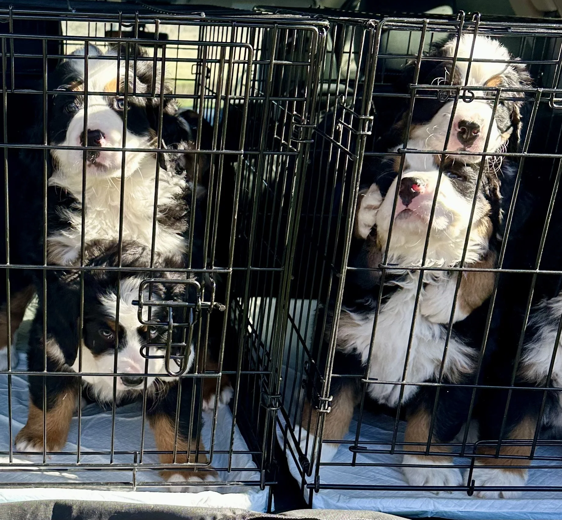A group of Australian Shepherd puppies in metal dog crates on a padded surface inside a vehicle, with some puppies looking out and others resting.