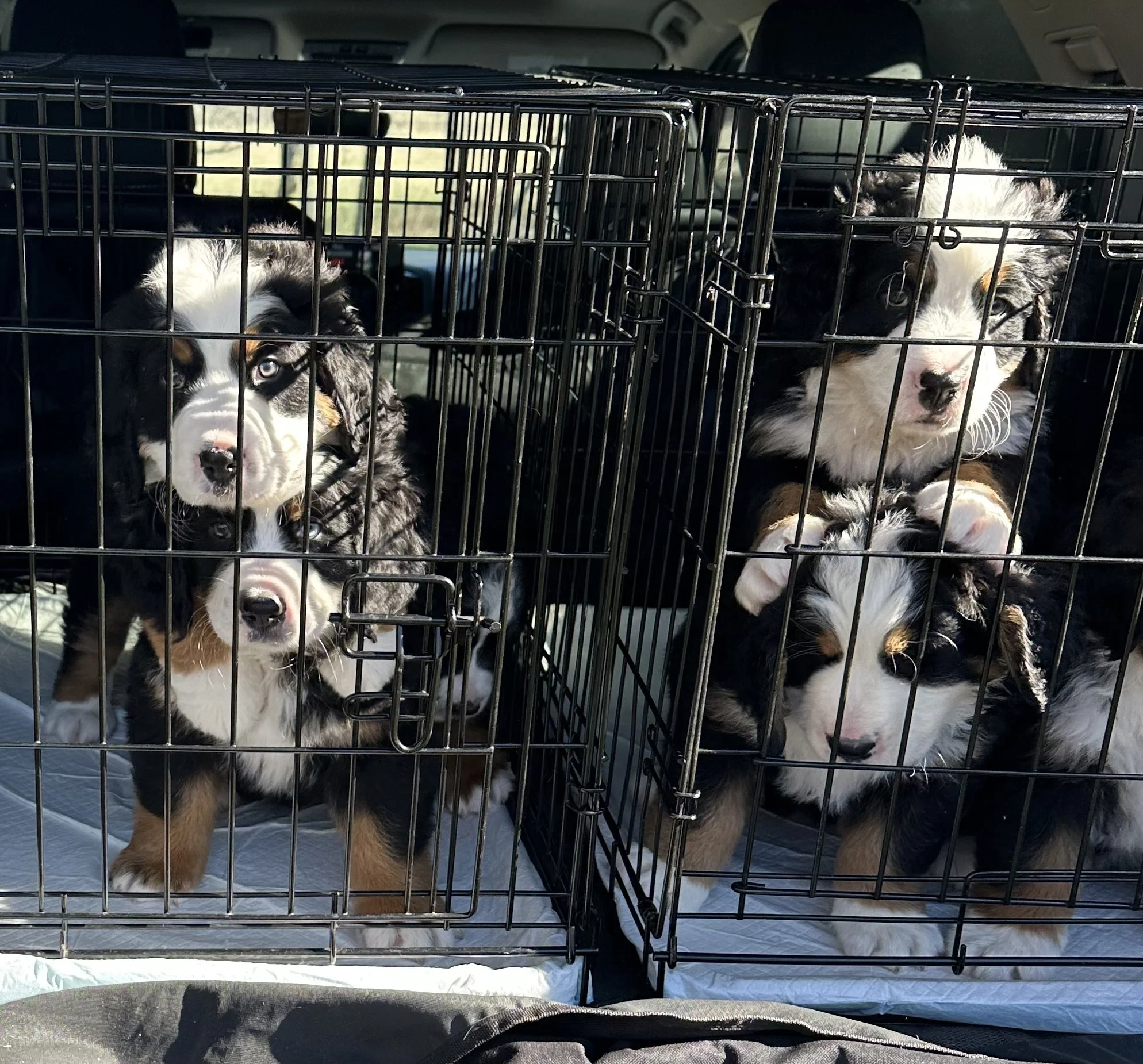 Multiple Australian Shepherd puppies inside two metal crates in a vehicle.