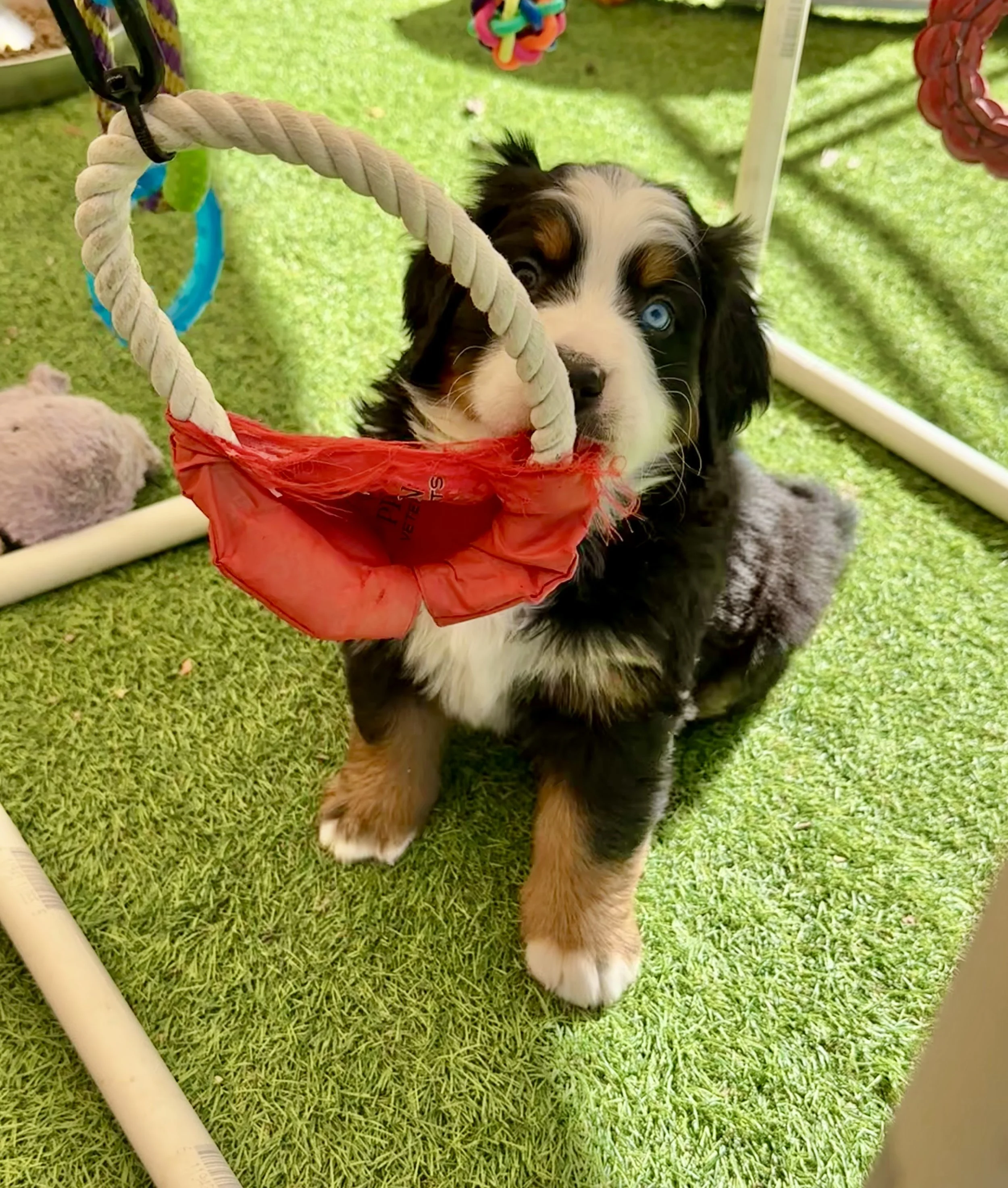 Cute black, white, and brown puppy with one blue eye, standing on green artificial grass, holding a rope toy in its mouth.