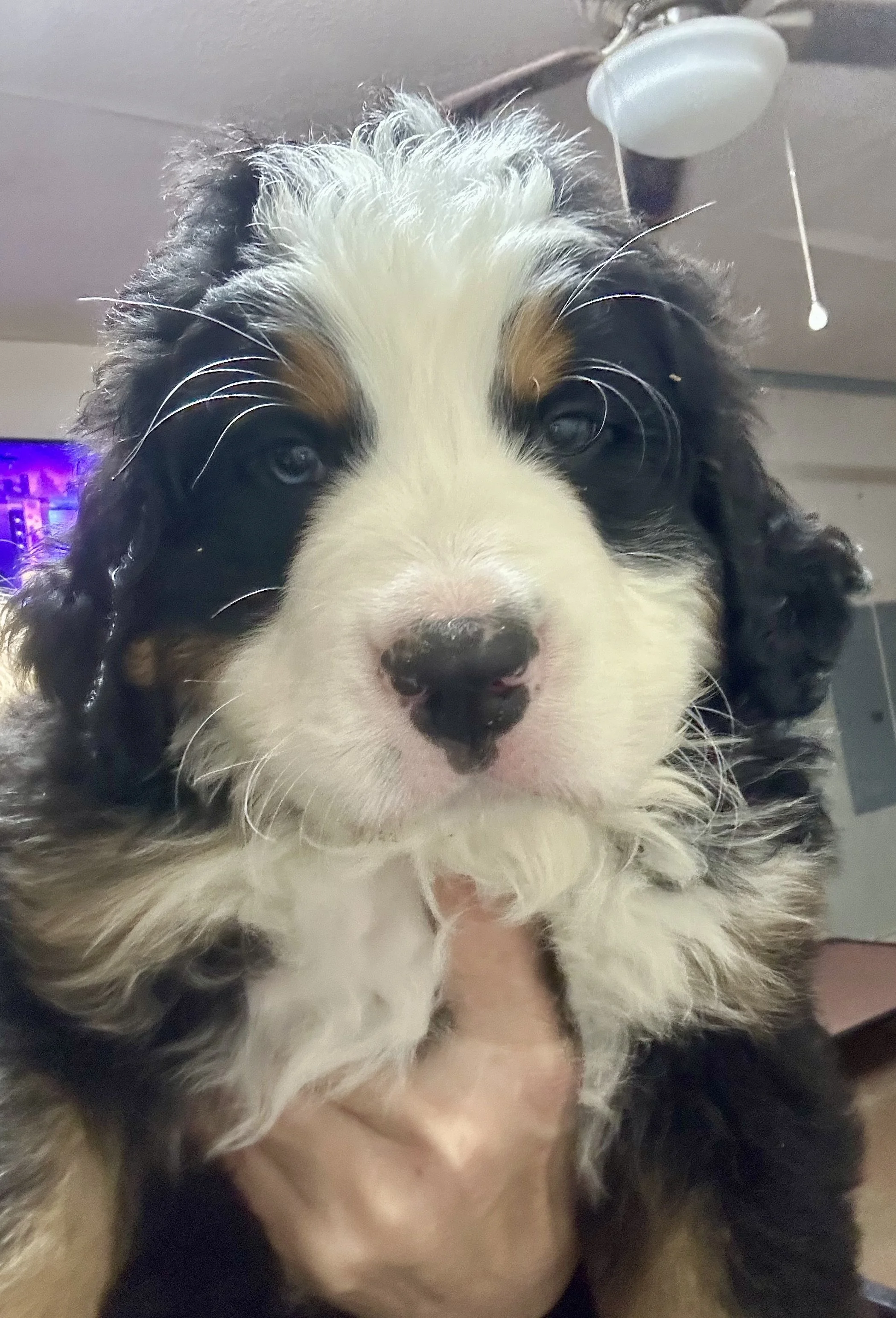 Close-up of a young Bernese Mountain Dog puppy with black, white, and brown fur, and blue eyes.