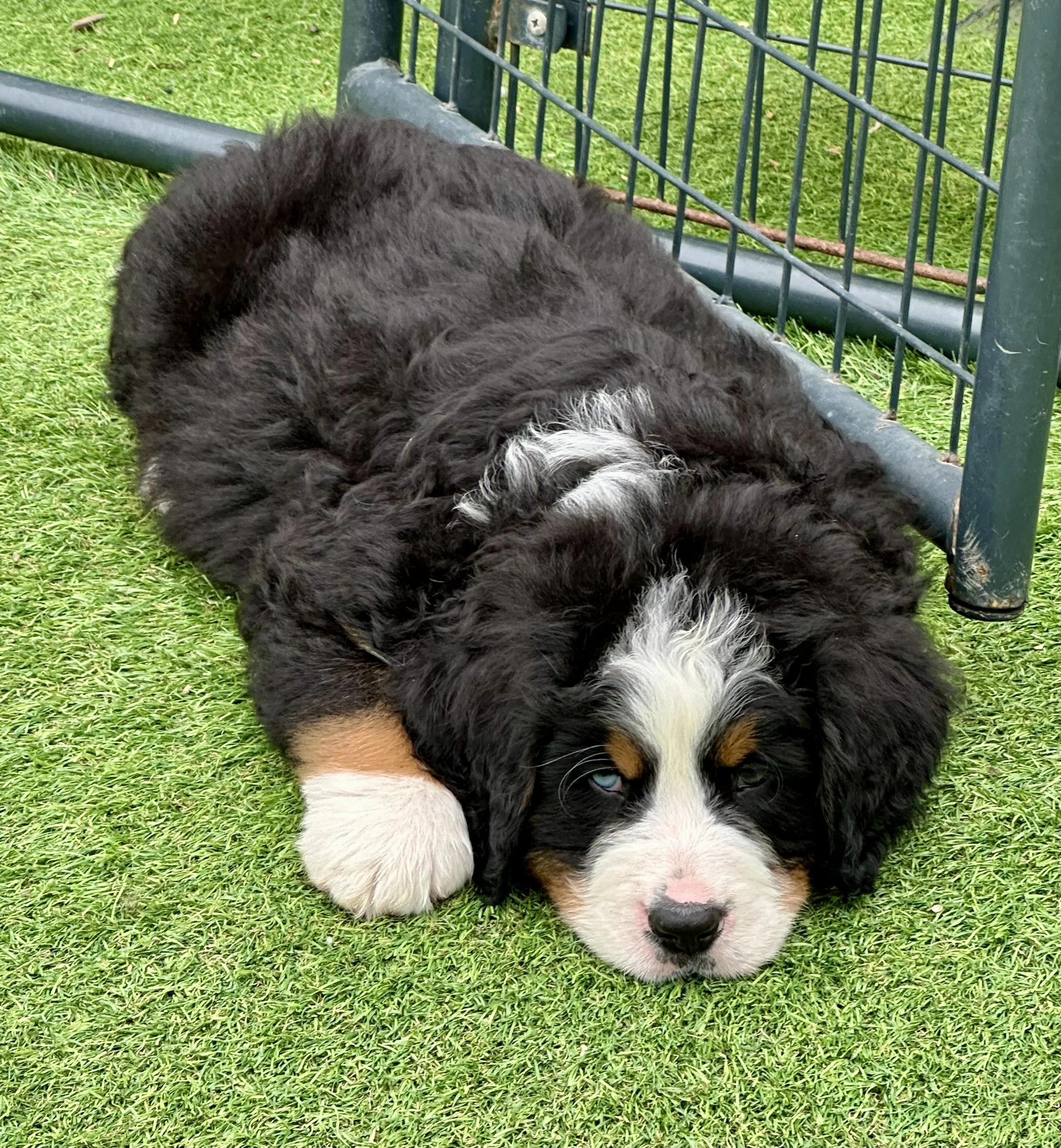 A Bernese Mountain Dog puppy lying on green grass near a metal fence, with black, white, and brown fur, and one blue eye.