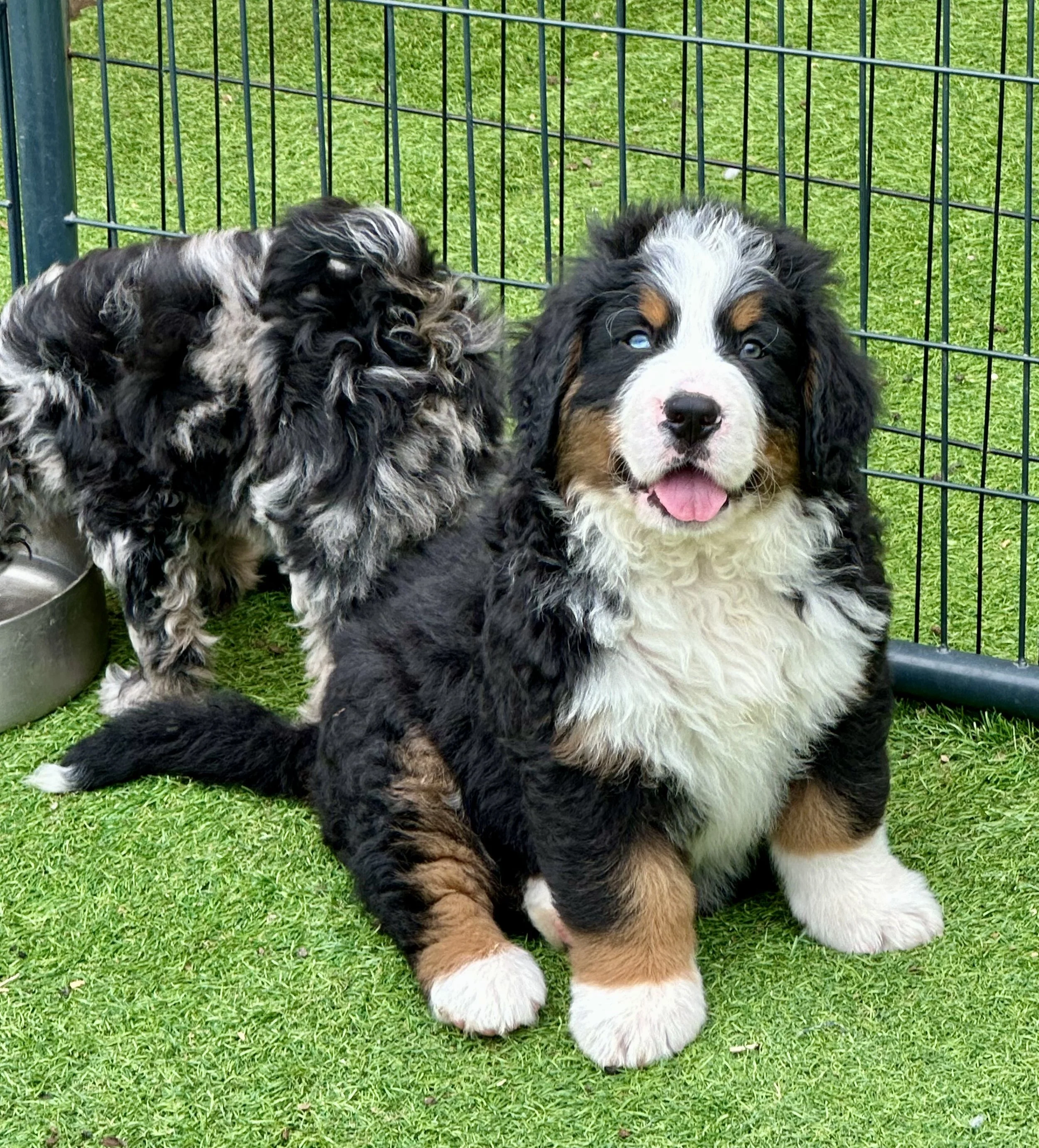 Two adorable Bernese Mountain Dog puppies, one with a happy expression and the other with curly fur, play outside on green grass next to a metal fence.