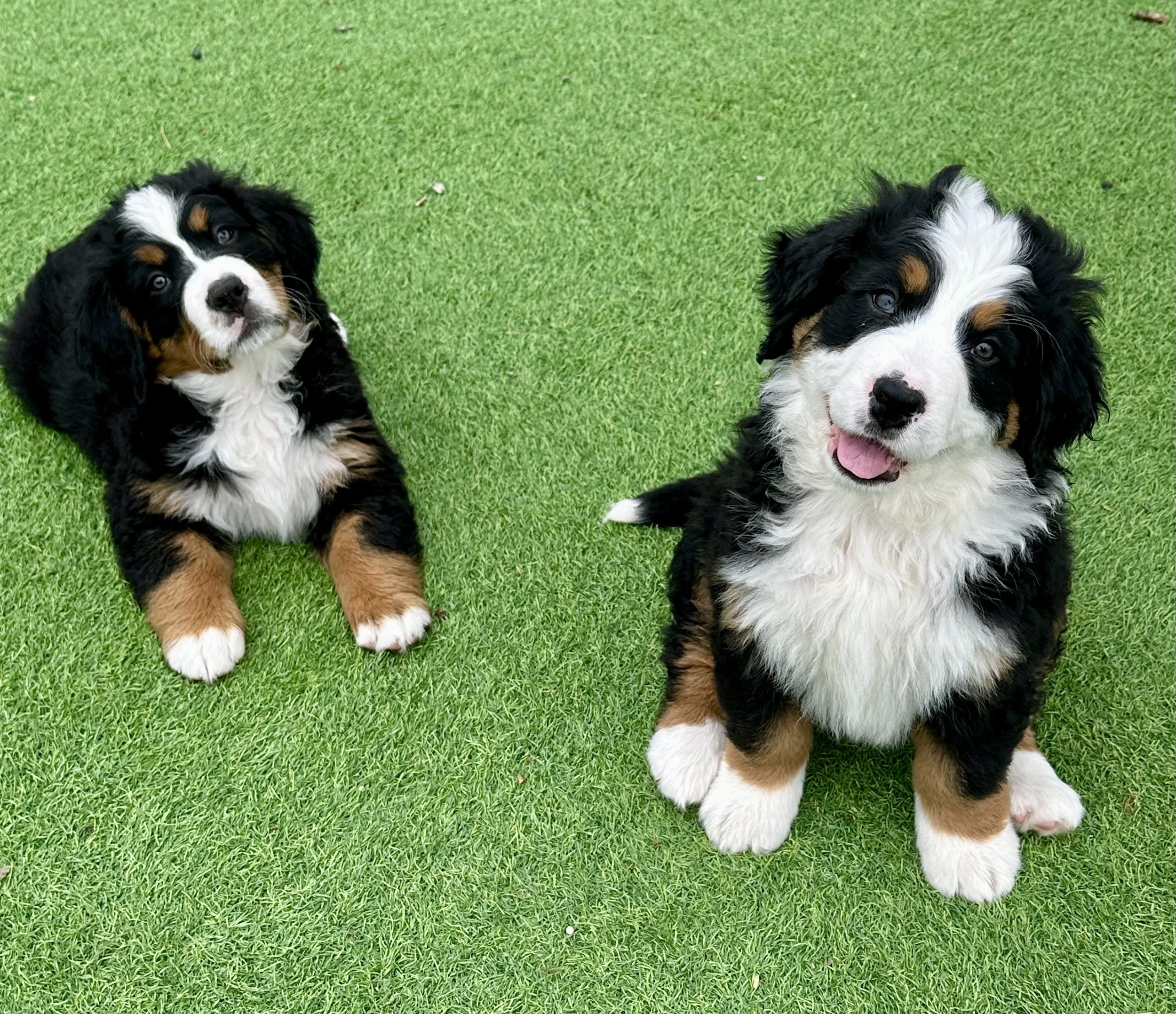 Two adorable Bernese Mountain Dog puppies sitting on bright green grass, one facing forward with tongue out, the other looking slightly upward with a curious expression.