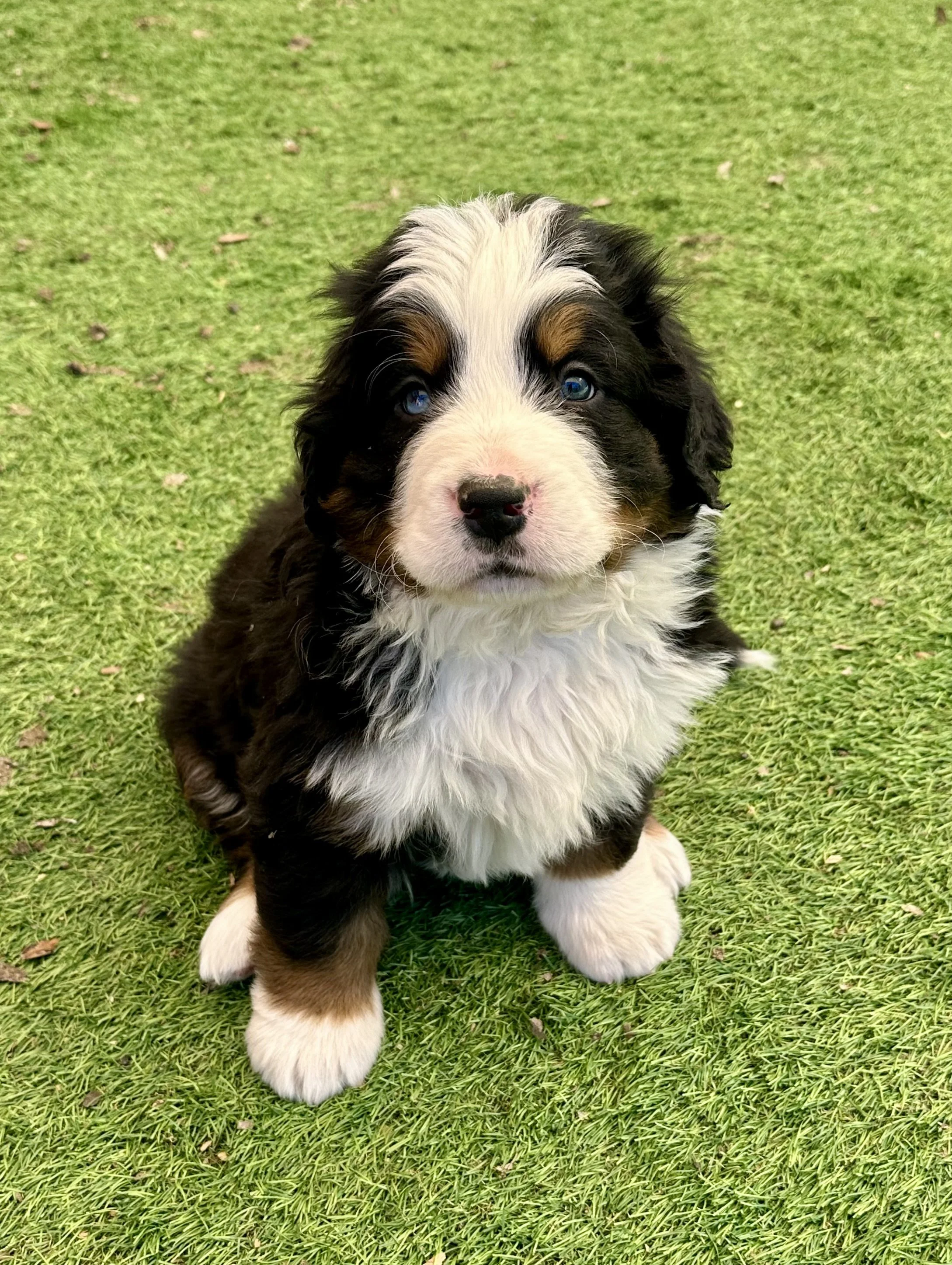 Cute Bernese Mountain Dog puppy sitting on green grass, looking at the camera with blue eyes.