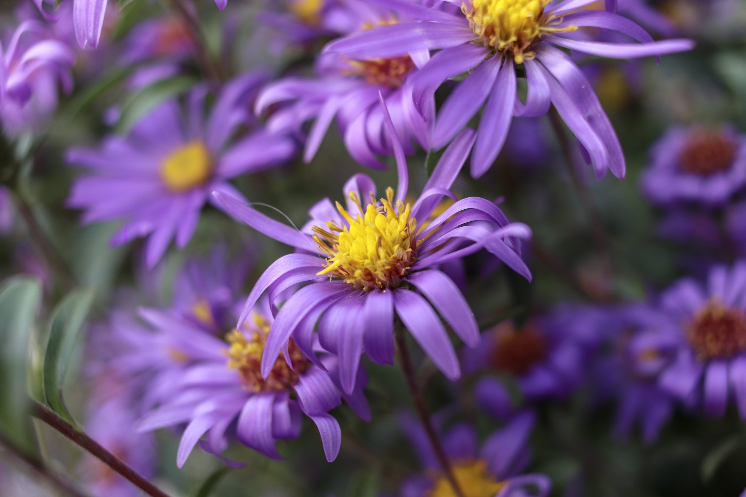 Flora