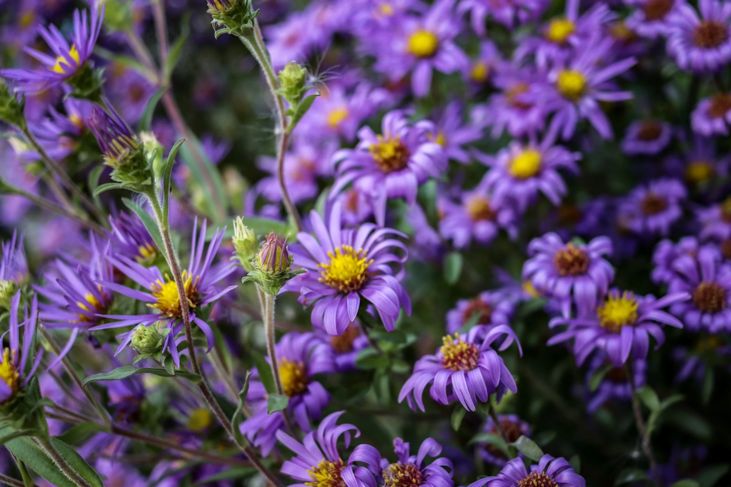 Flora 2
