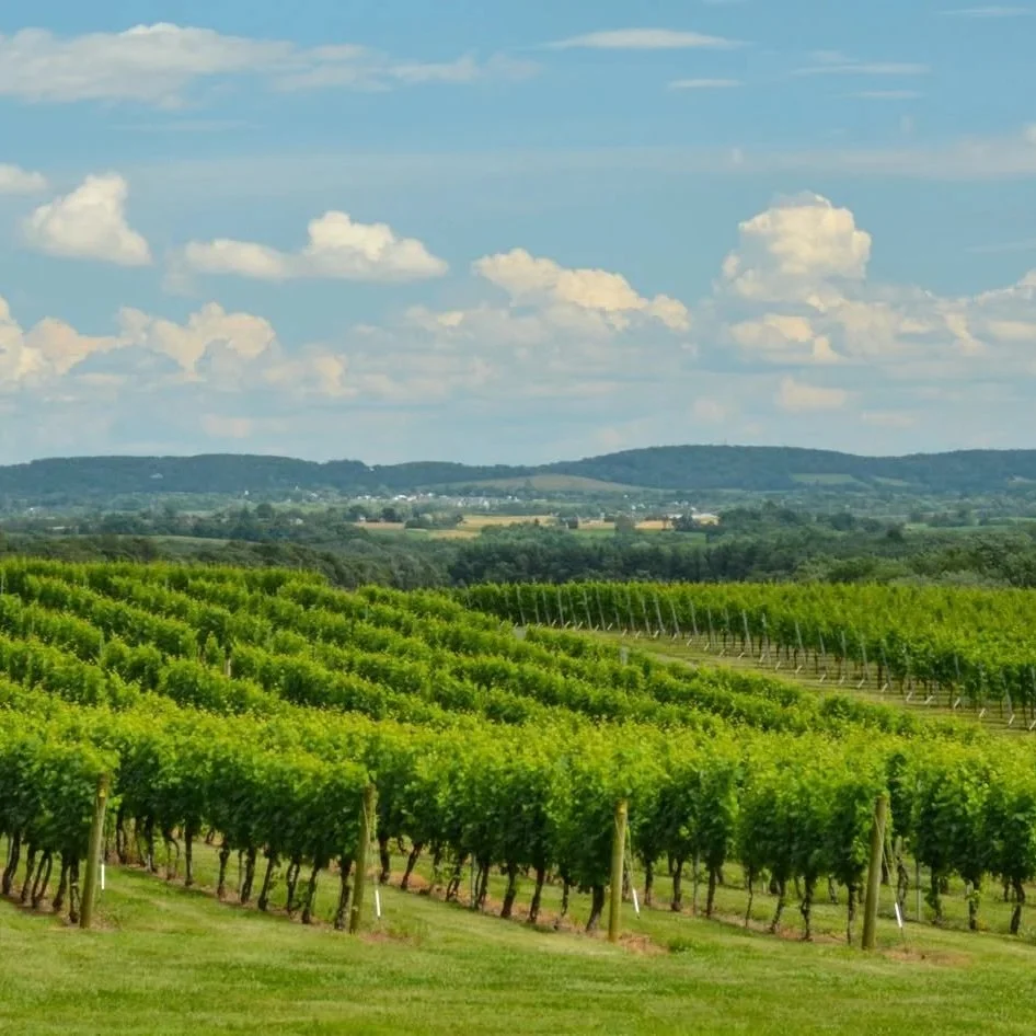 Boordy Winery Fall Festival