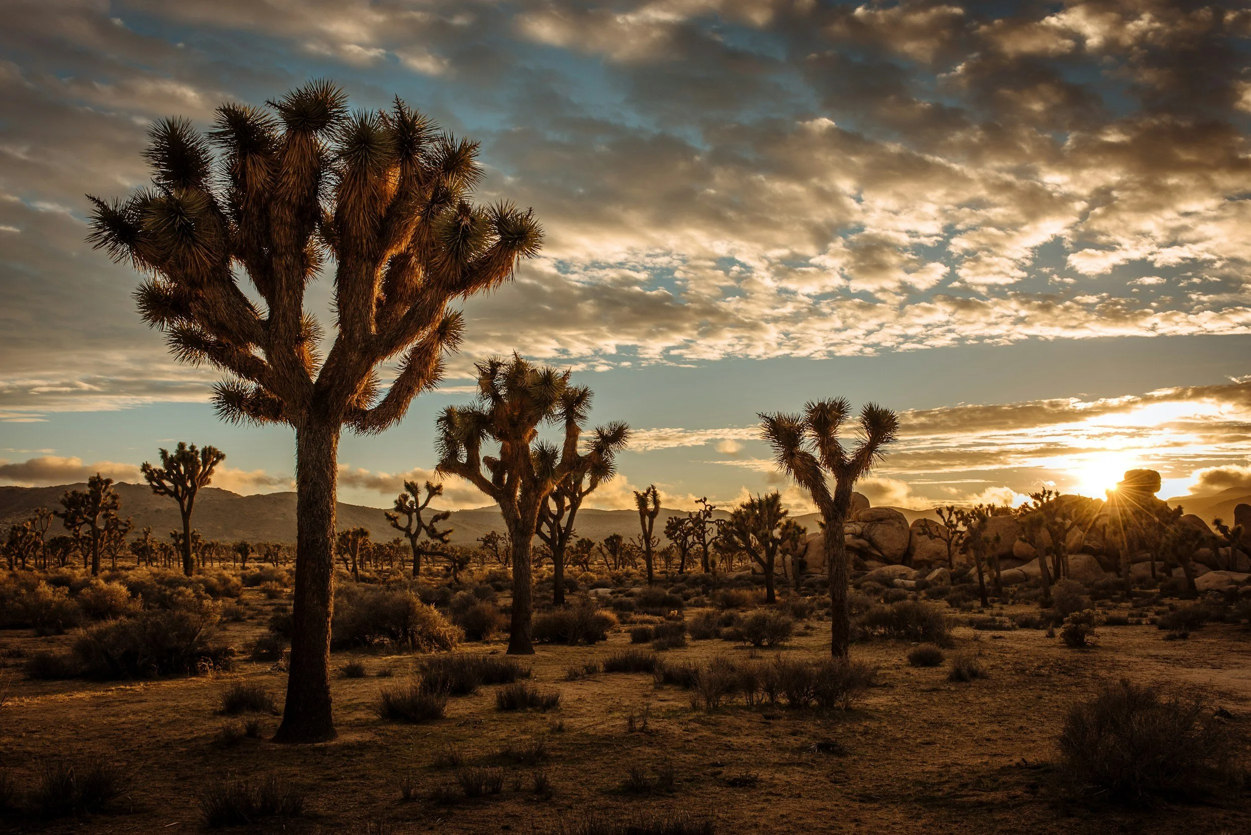 Things to Do in Palm Springs, California - Joshua Tree National Park