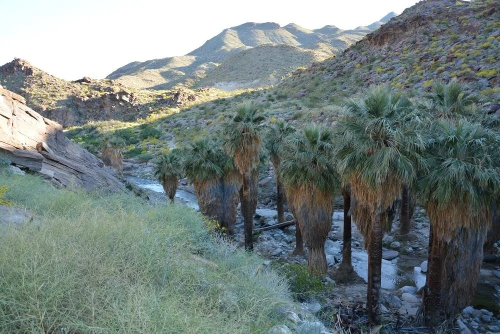 Things to Do in Palm Springs, California - Indian Canyons