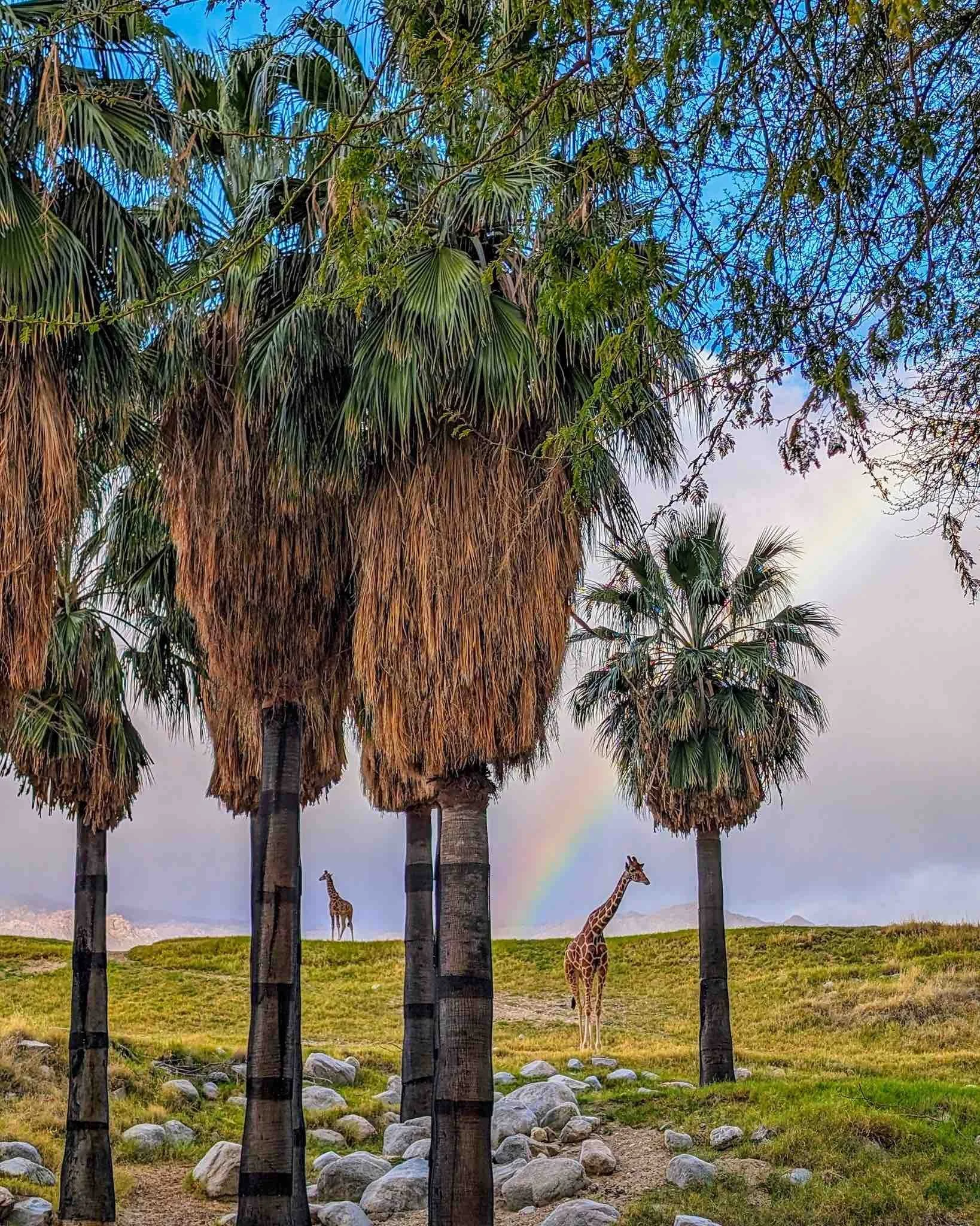 Things to Do in Palm Springs, California - The Living Desert Zoo and Gardens