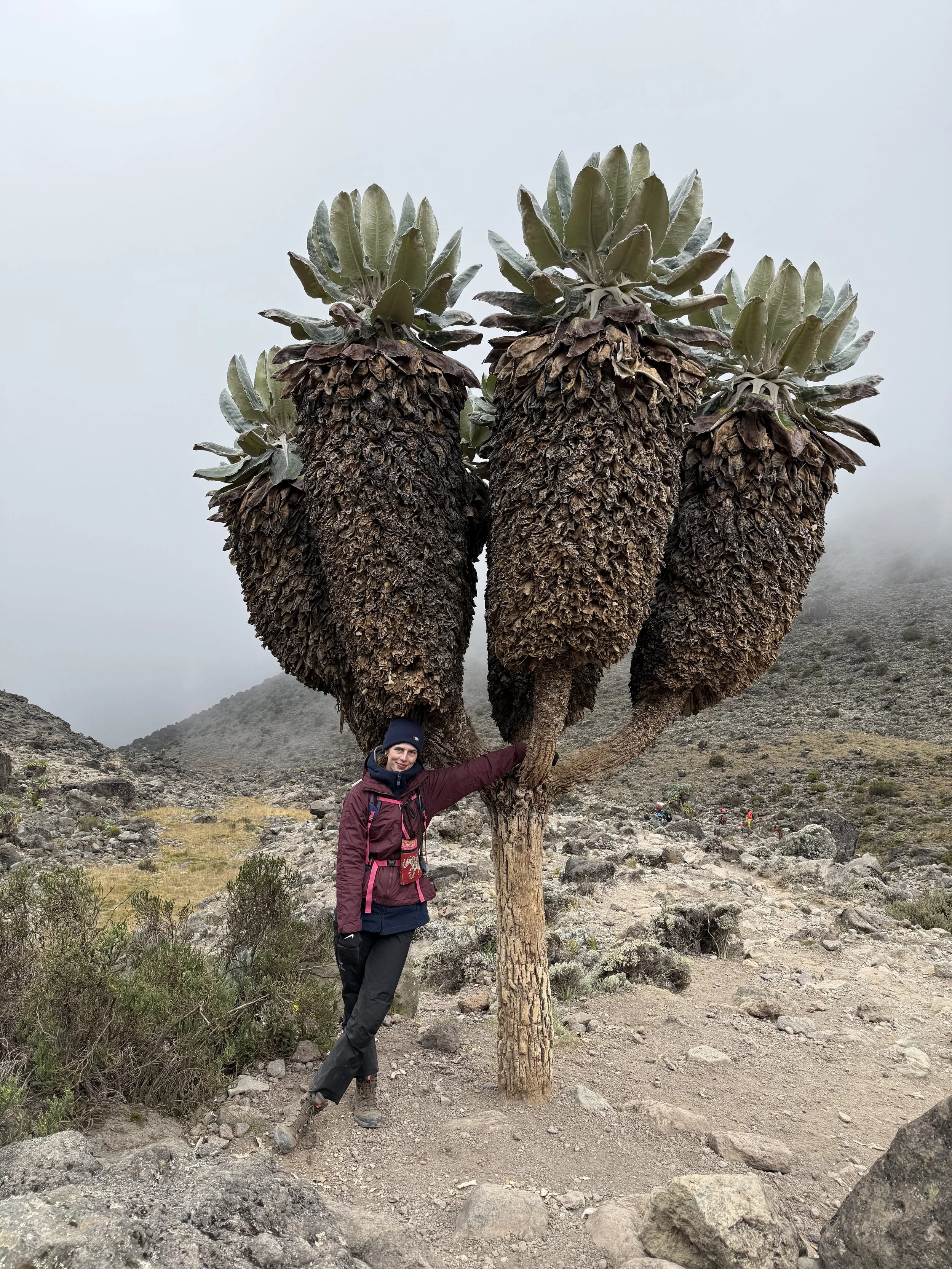 Climbing Mount Kilimanjaro