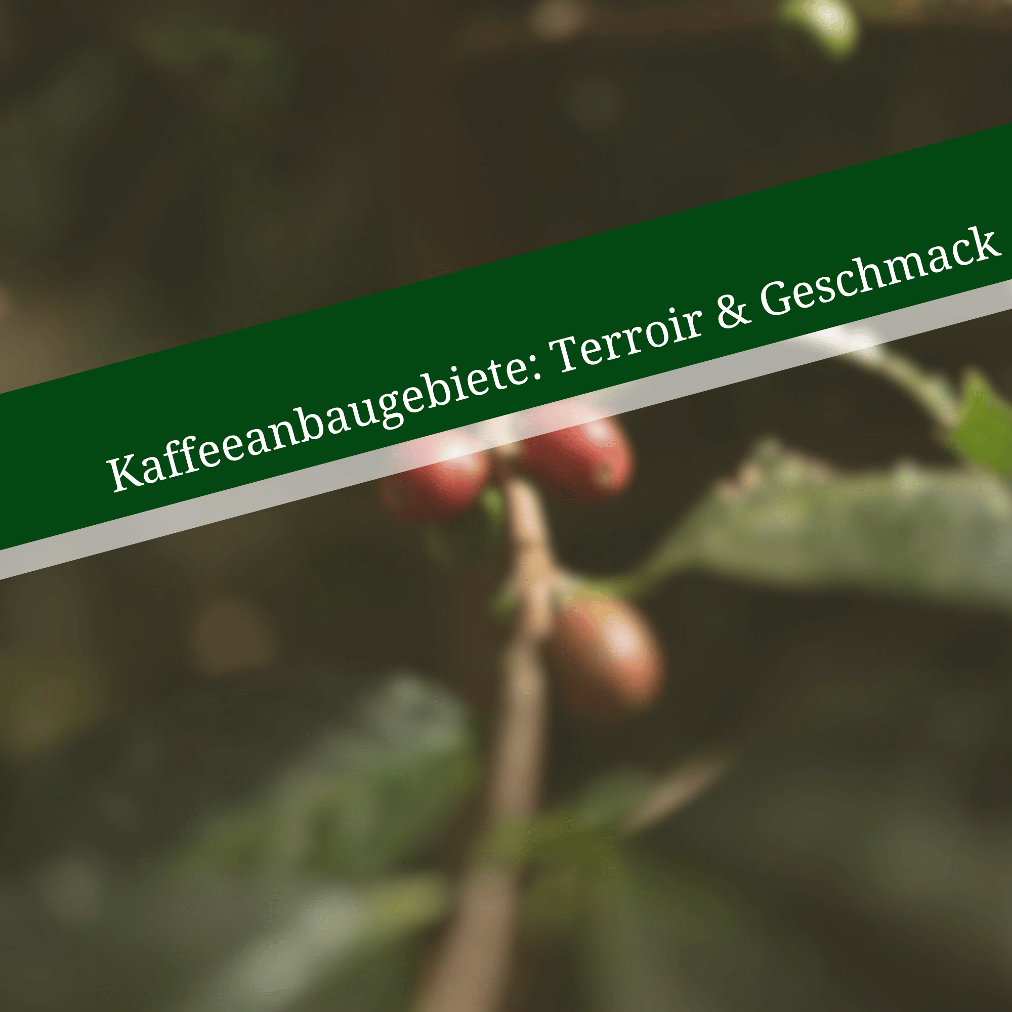 Kaffeeanbaugebiete: Terroir &amp; Geschmack