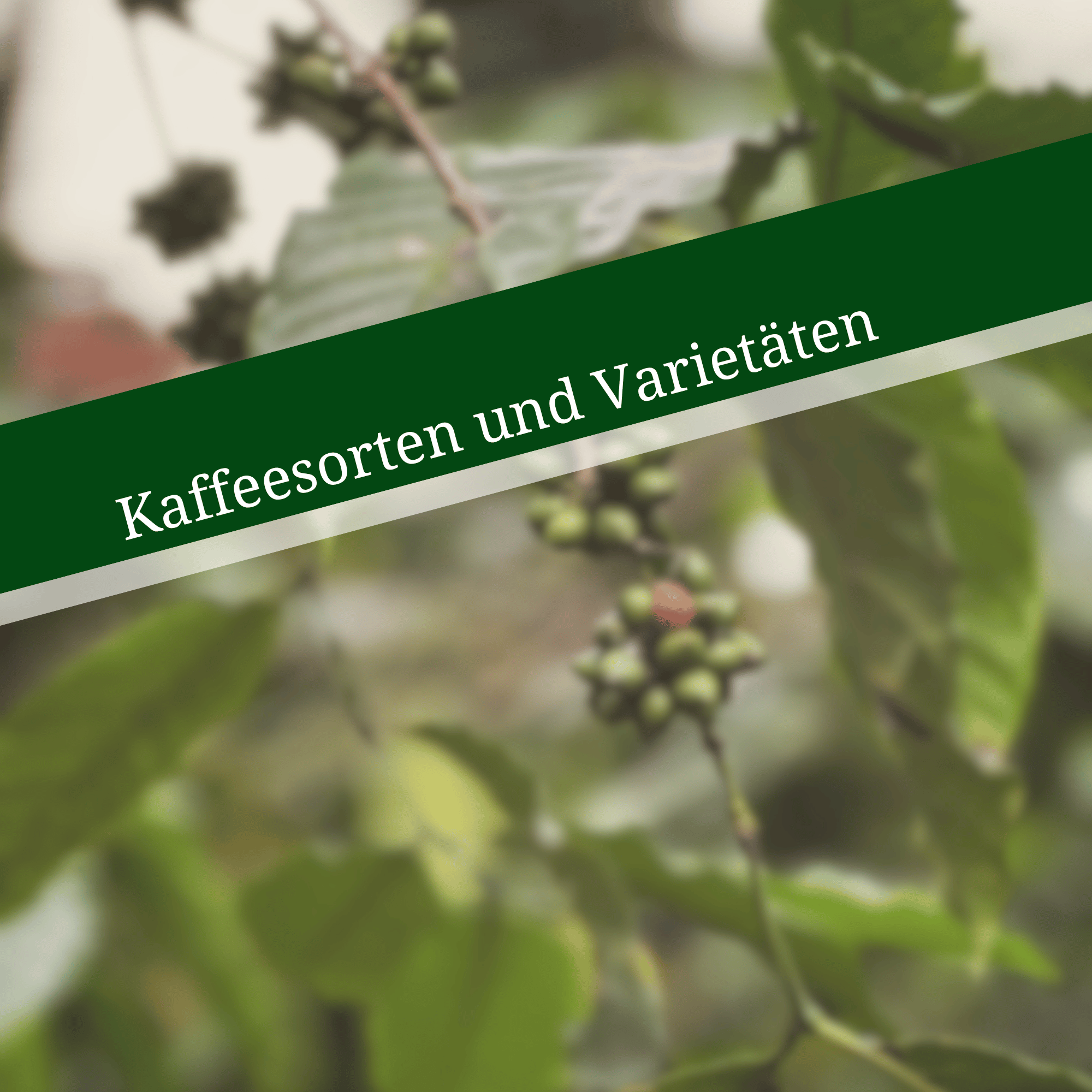 Kaffeesorten und Varietäten: der Stammbaum hinter deiner Tasse