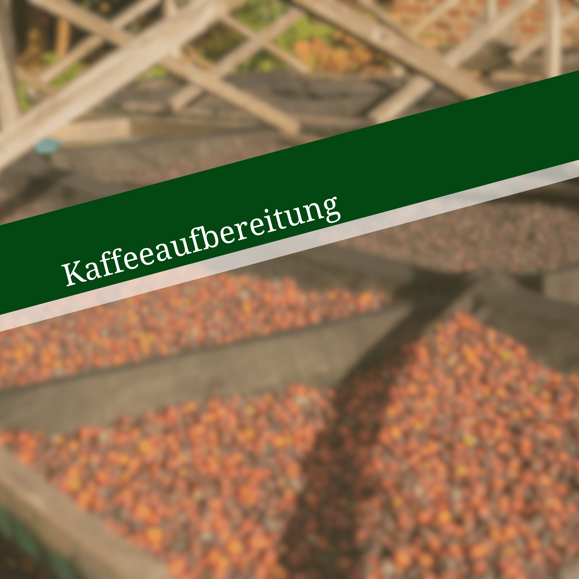 Kaffeeaufbereitung: Wie aus der Kirsche eine Bohne wird