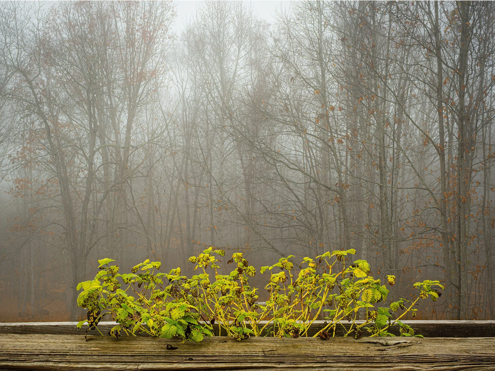Mint Against the Mist