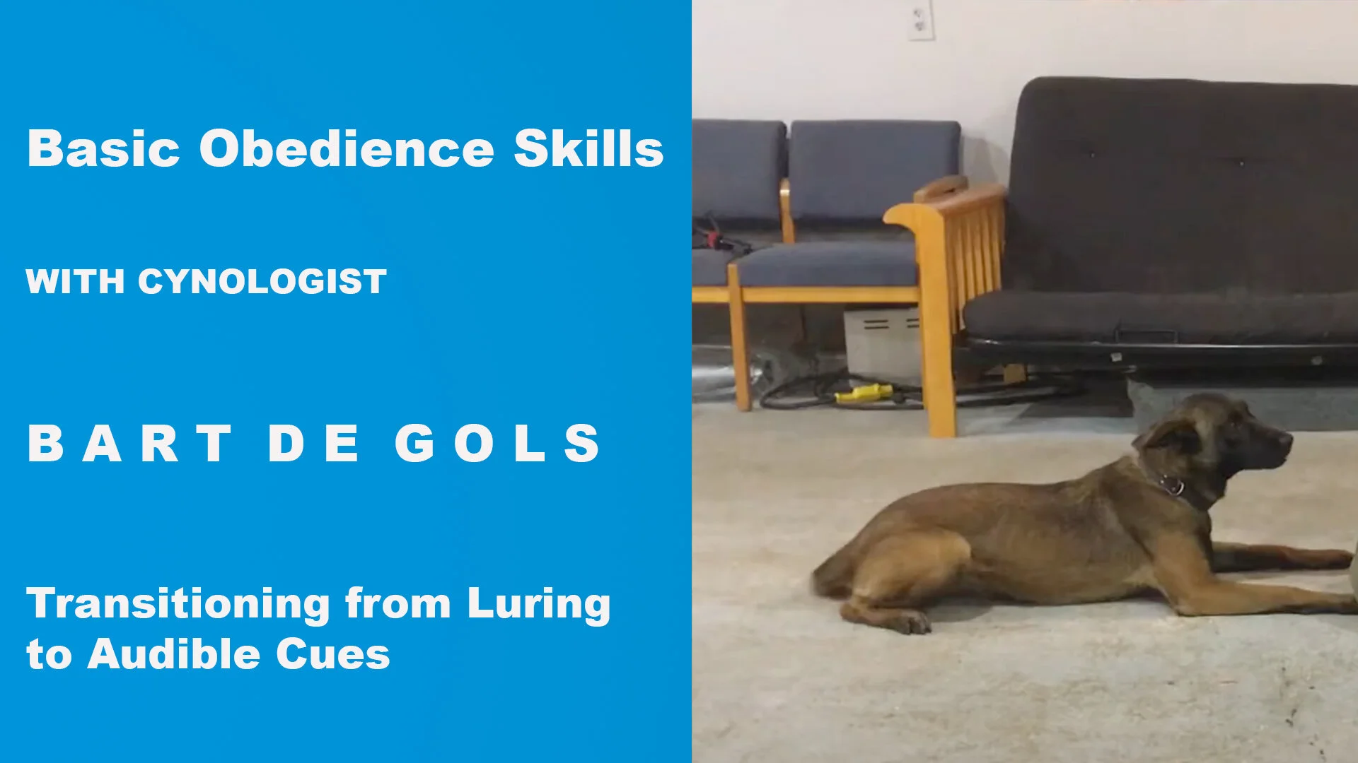 Basic Obedience Skills — Canine Evolutions