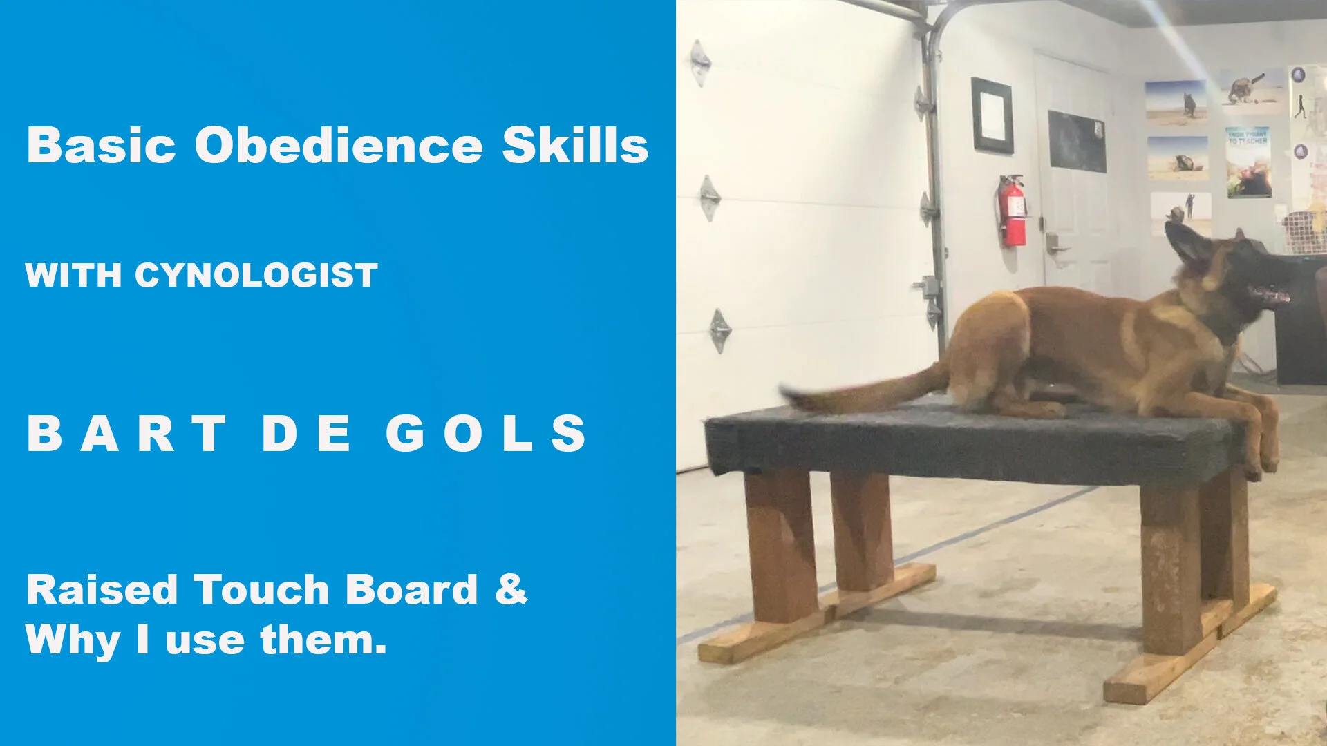 Basic Obedience Skills — Canine Evolutions
