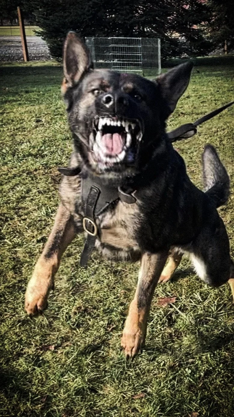 3 tips on dealing with Reactive Dogs