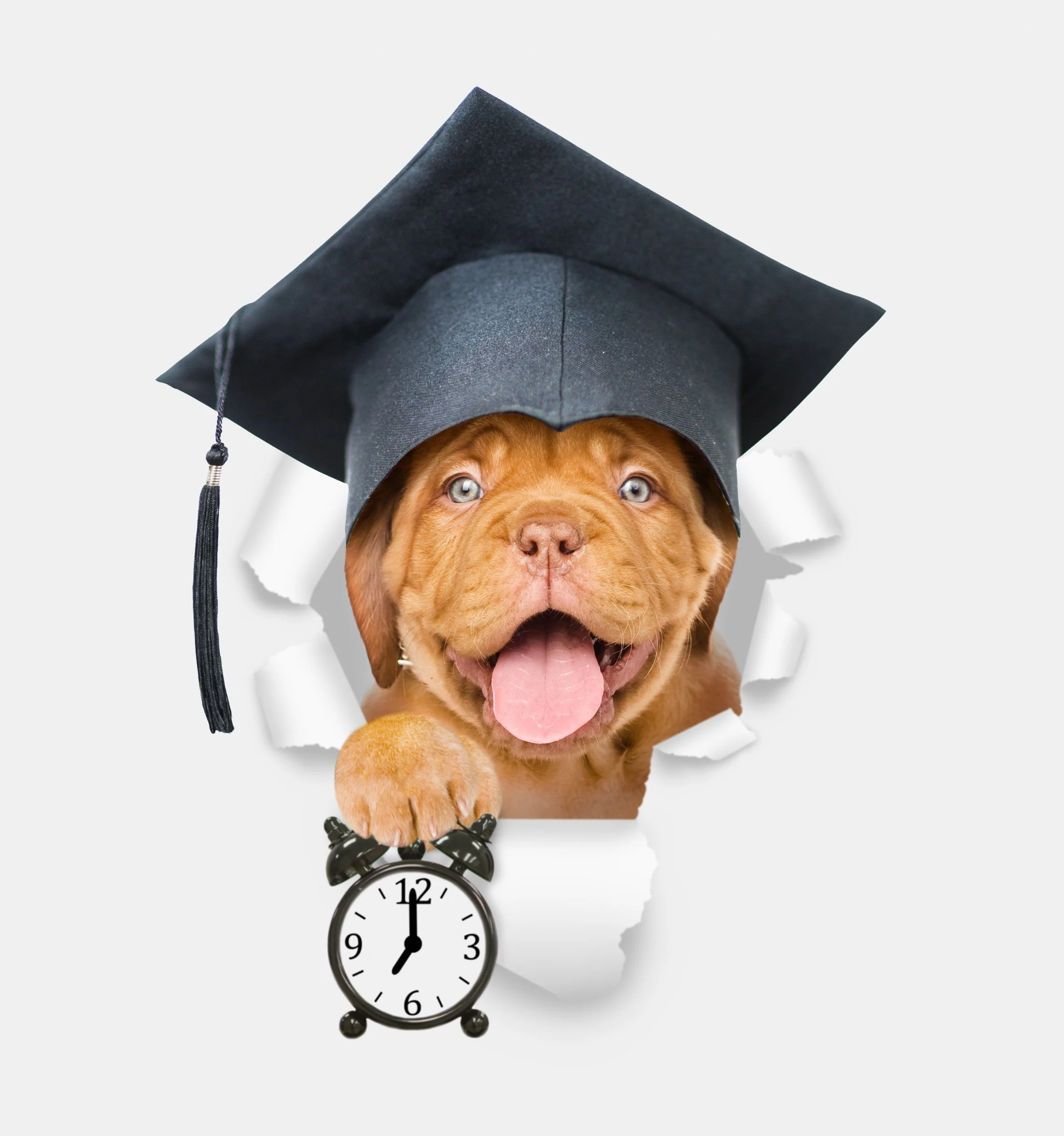 Latency in dog Training and how to shorten it