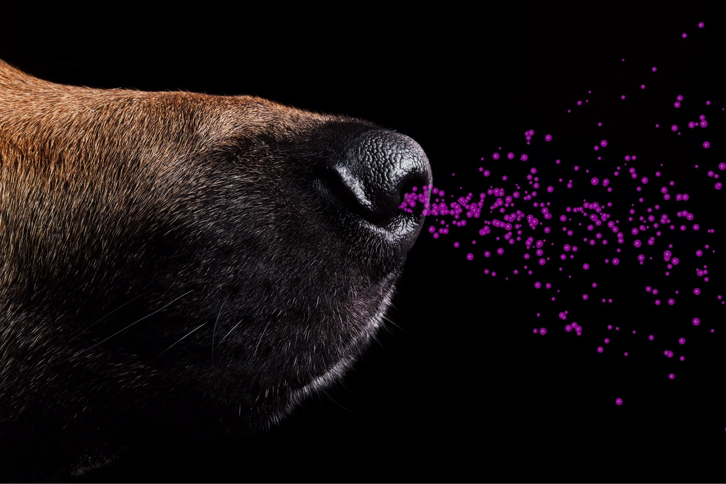 Inside the Dog's Nose: Understanding its Impact on Dog Training