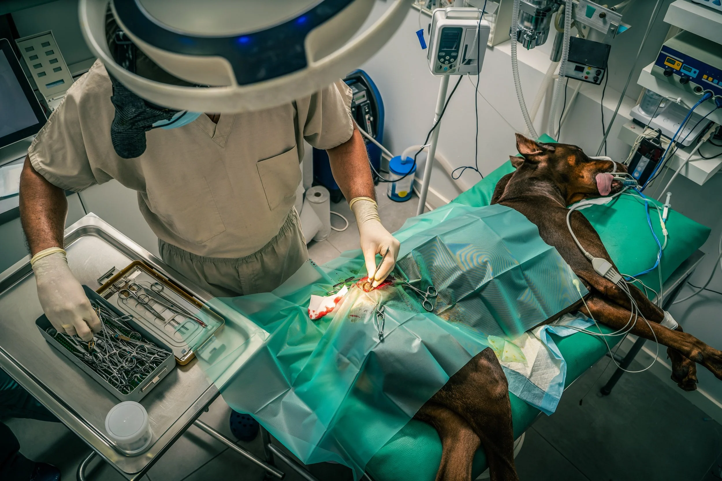 The Lament of the Veterinary Industry: A Cry for Help