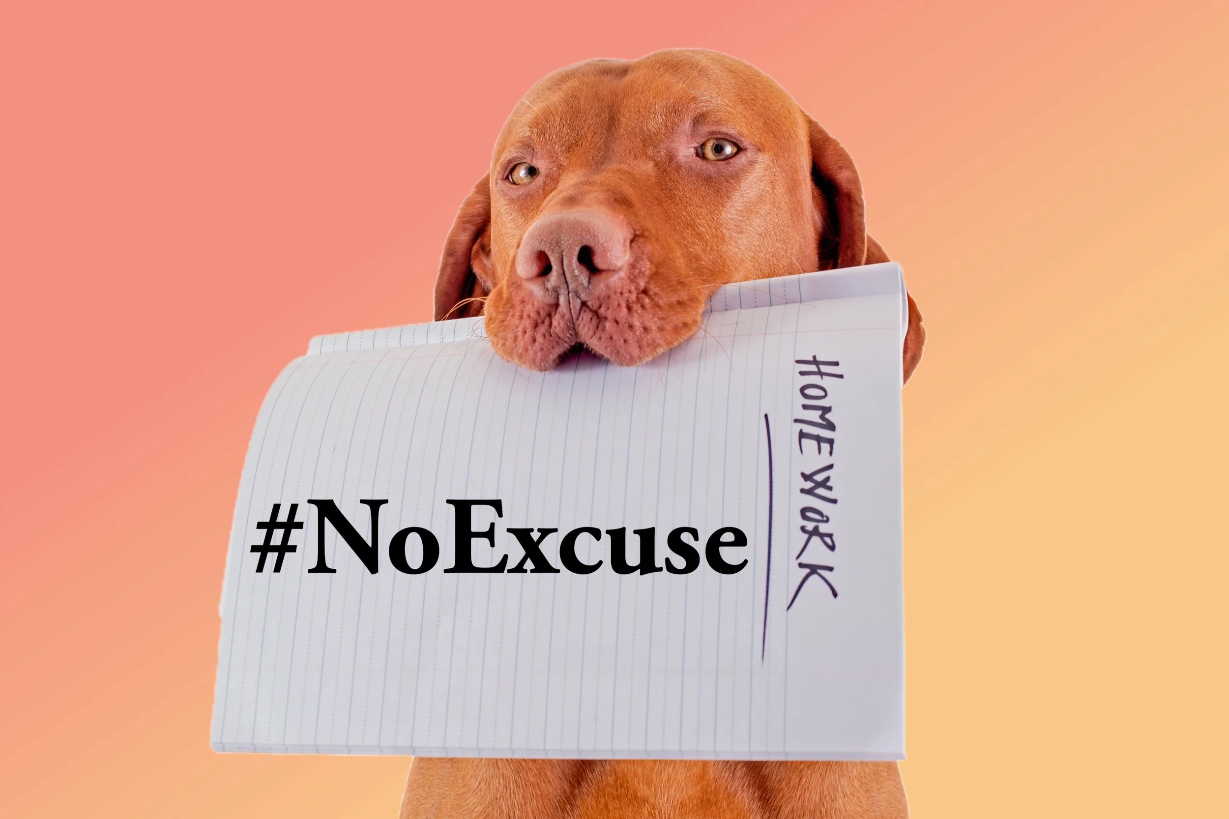 The Paradox of Excuses: Understanding the Impact of Inconsistent Training on the Human-Dog Relationship