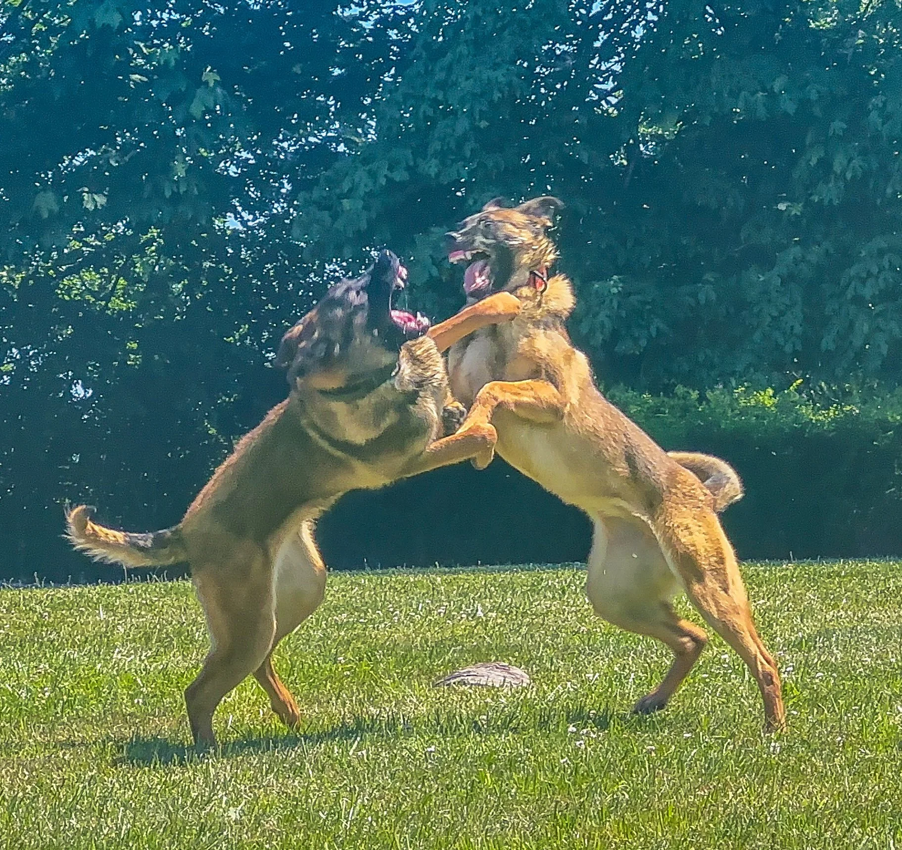 The Impact of Chronic Colitis on Cognitive Function in Dogs: A Case Study of a Belgian Malinois with reduced cognitive function and increased aggression