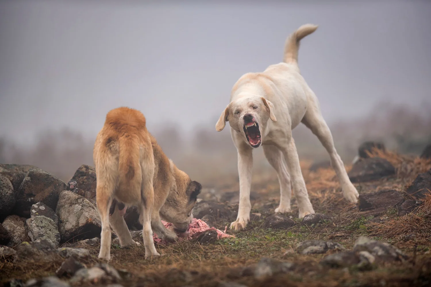Dog Aggressive Behavior Towards Other Dogs: Causes and Solutions