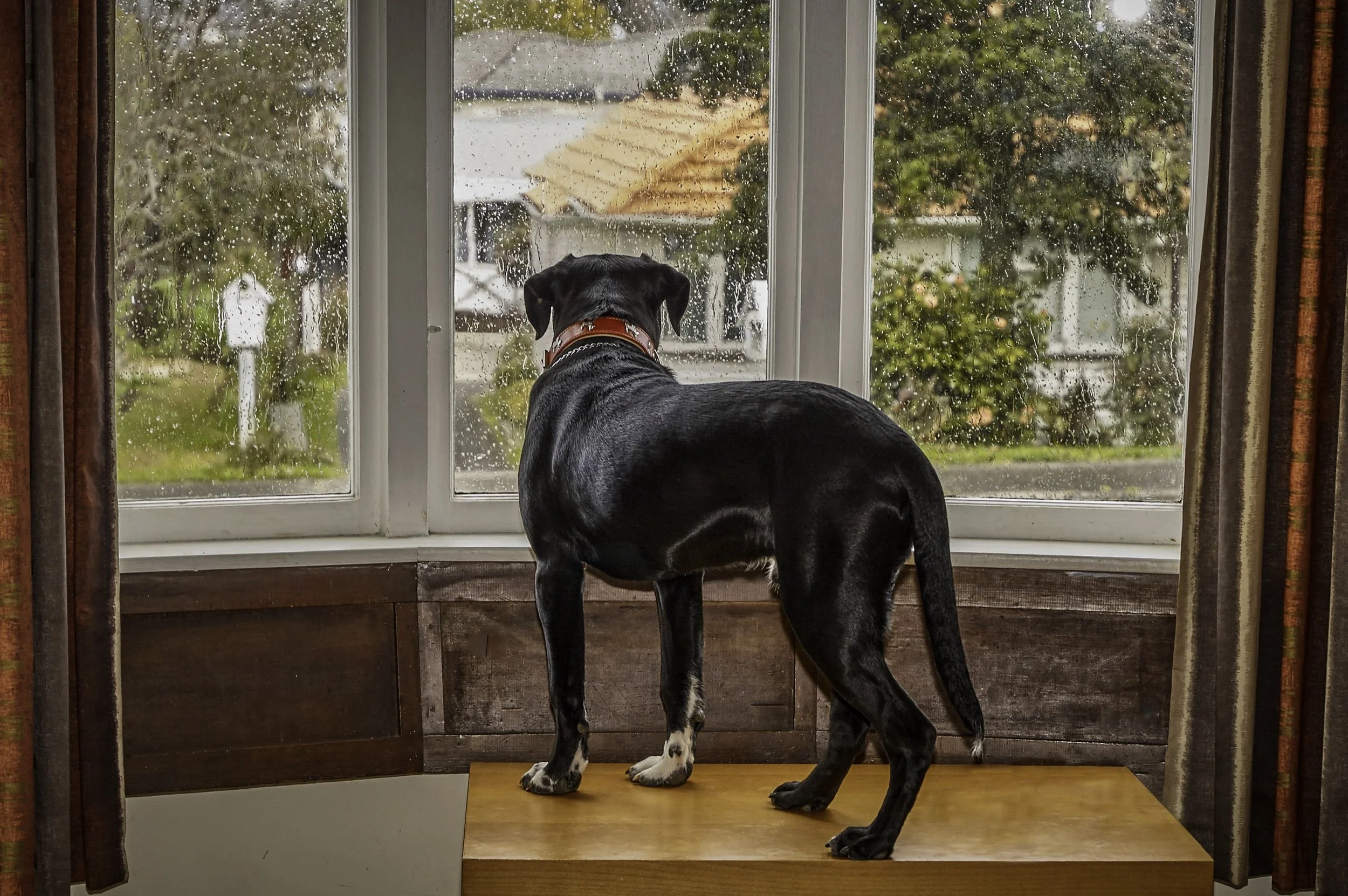 Managing Canine Separation Anxiety with the Treat and Train Method